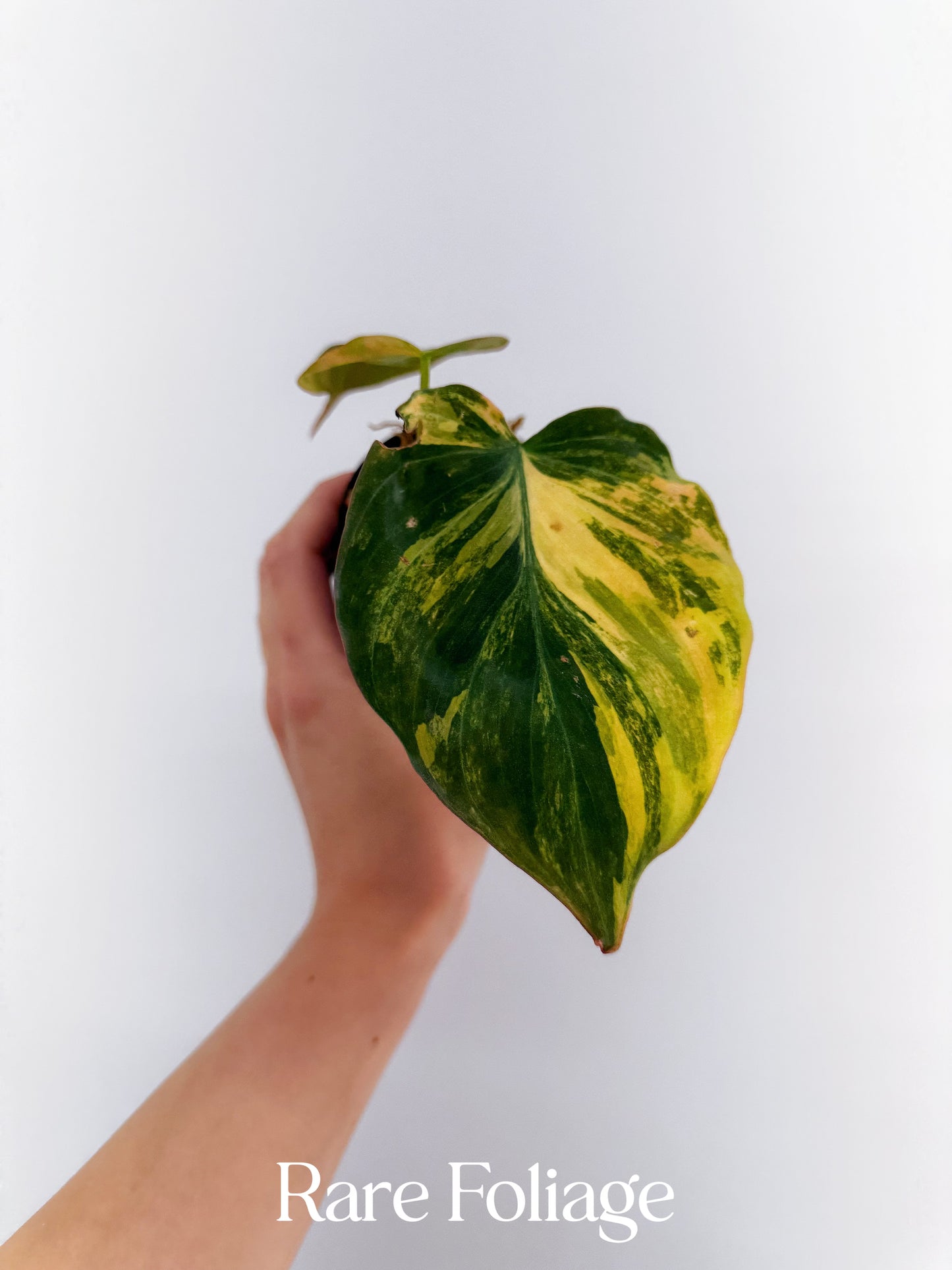 Philodendron Micans Aurea Variegated 3” Plant