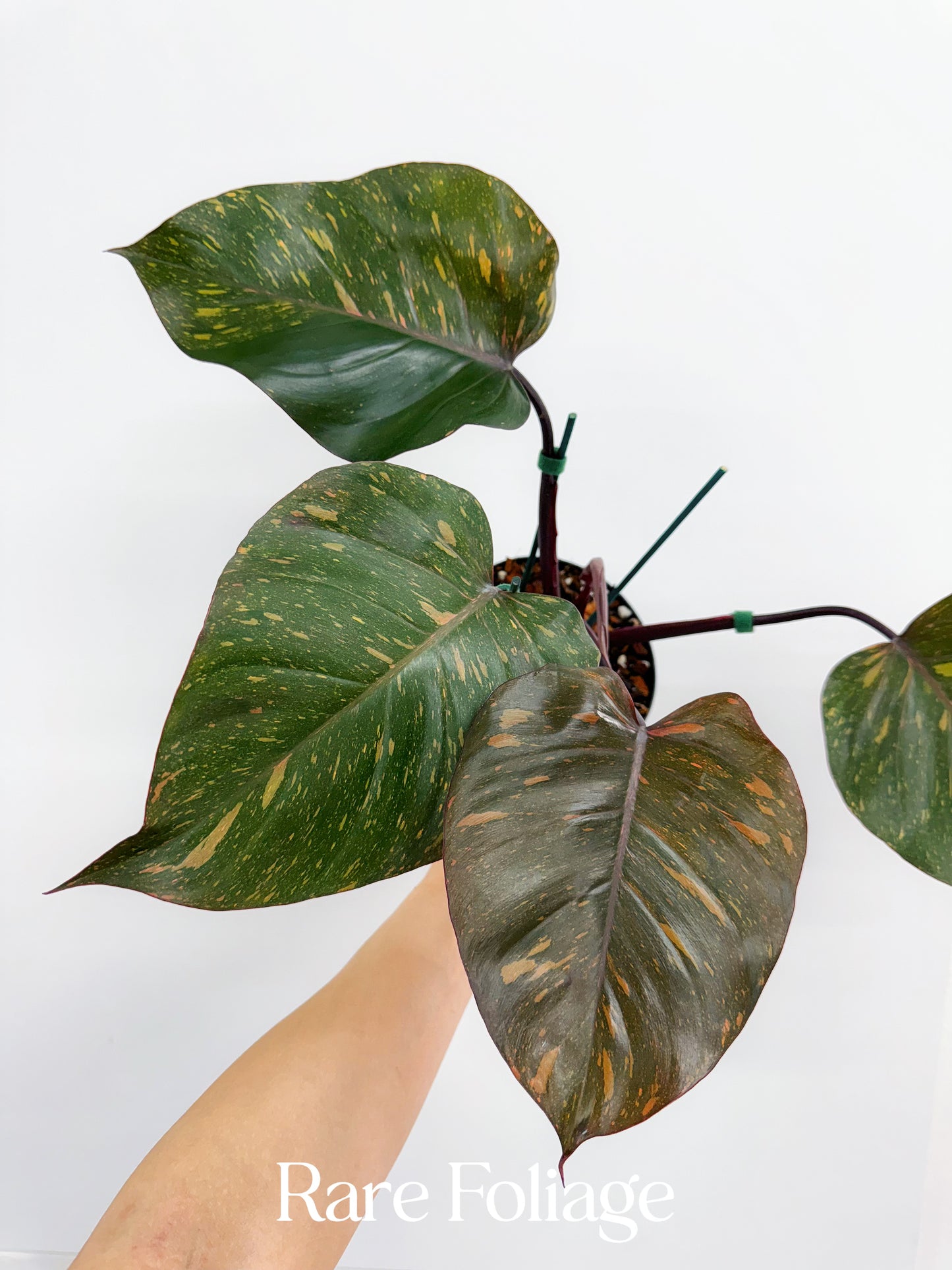 Philodendron Orange Princess 4”