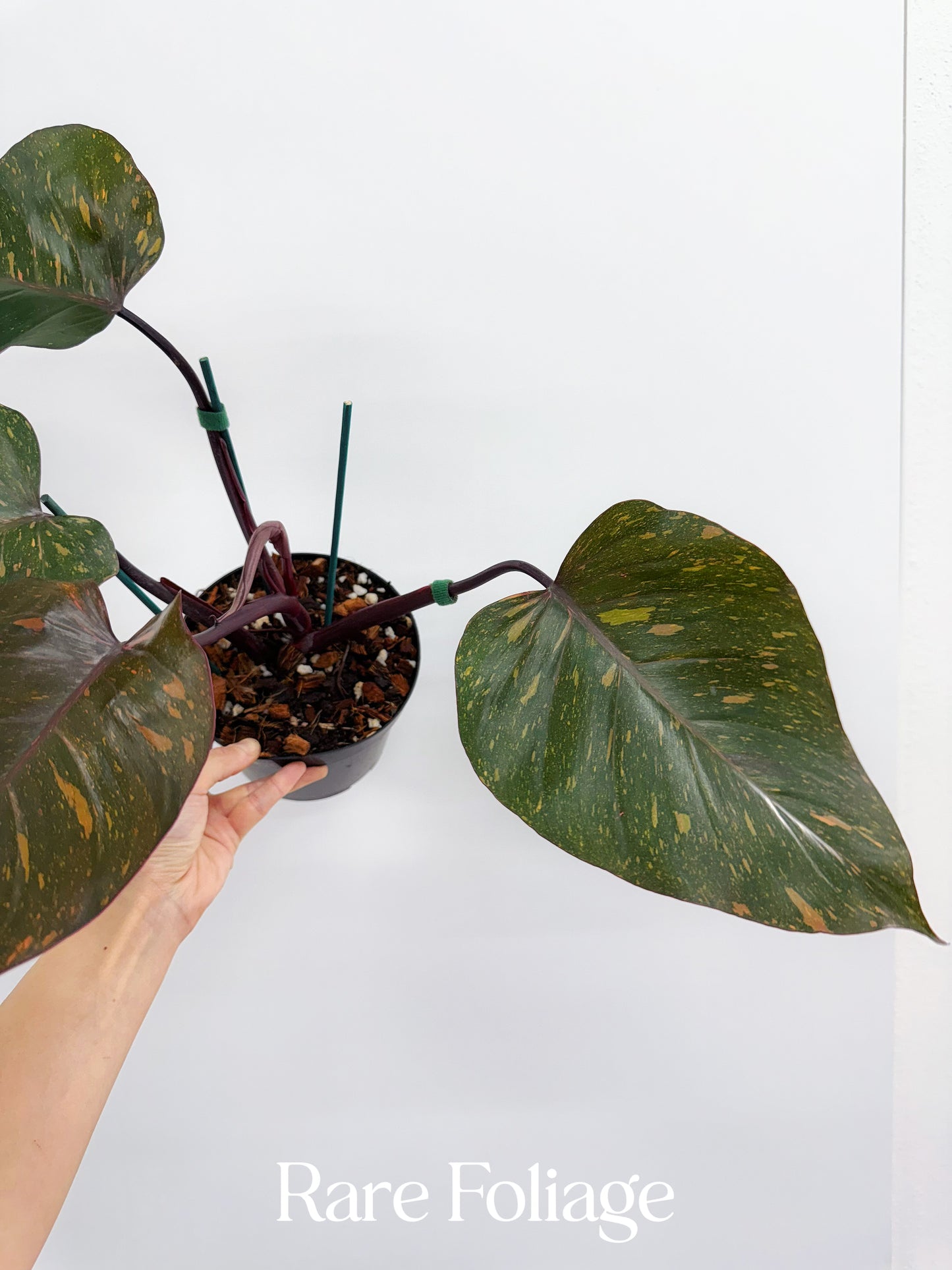 Philodendron Orange Princess 4”