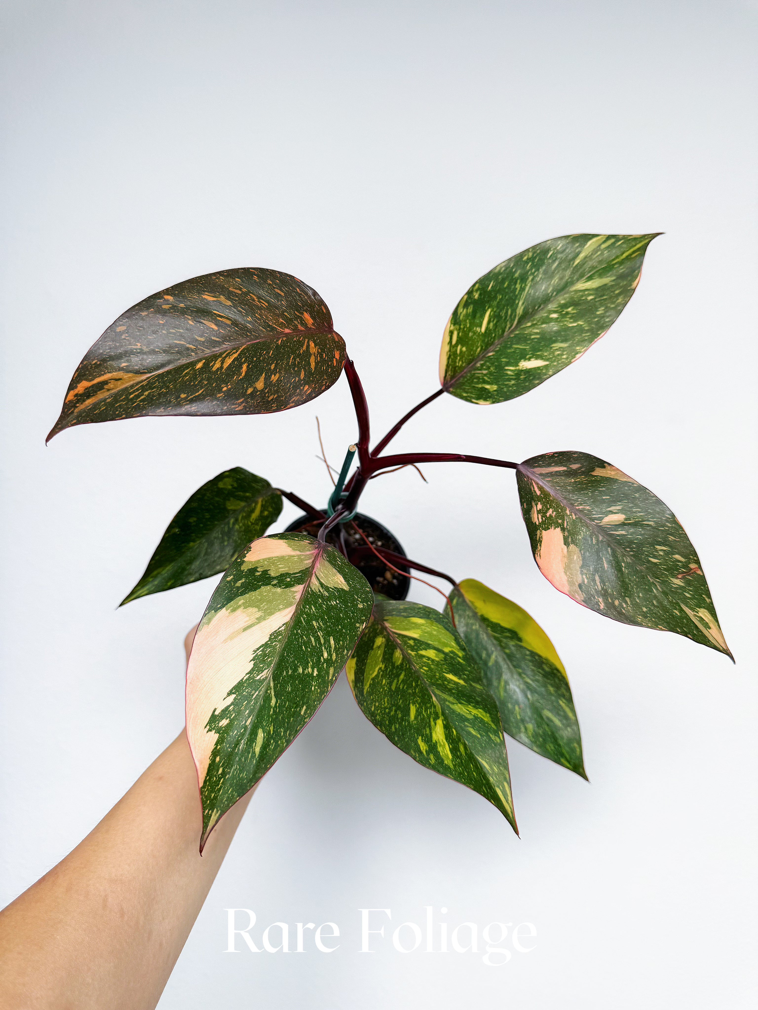 Philodendron Orange Princess 4” – Rare Foliage Plant Co