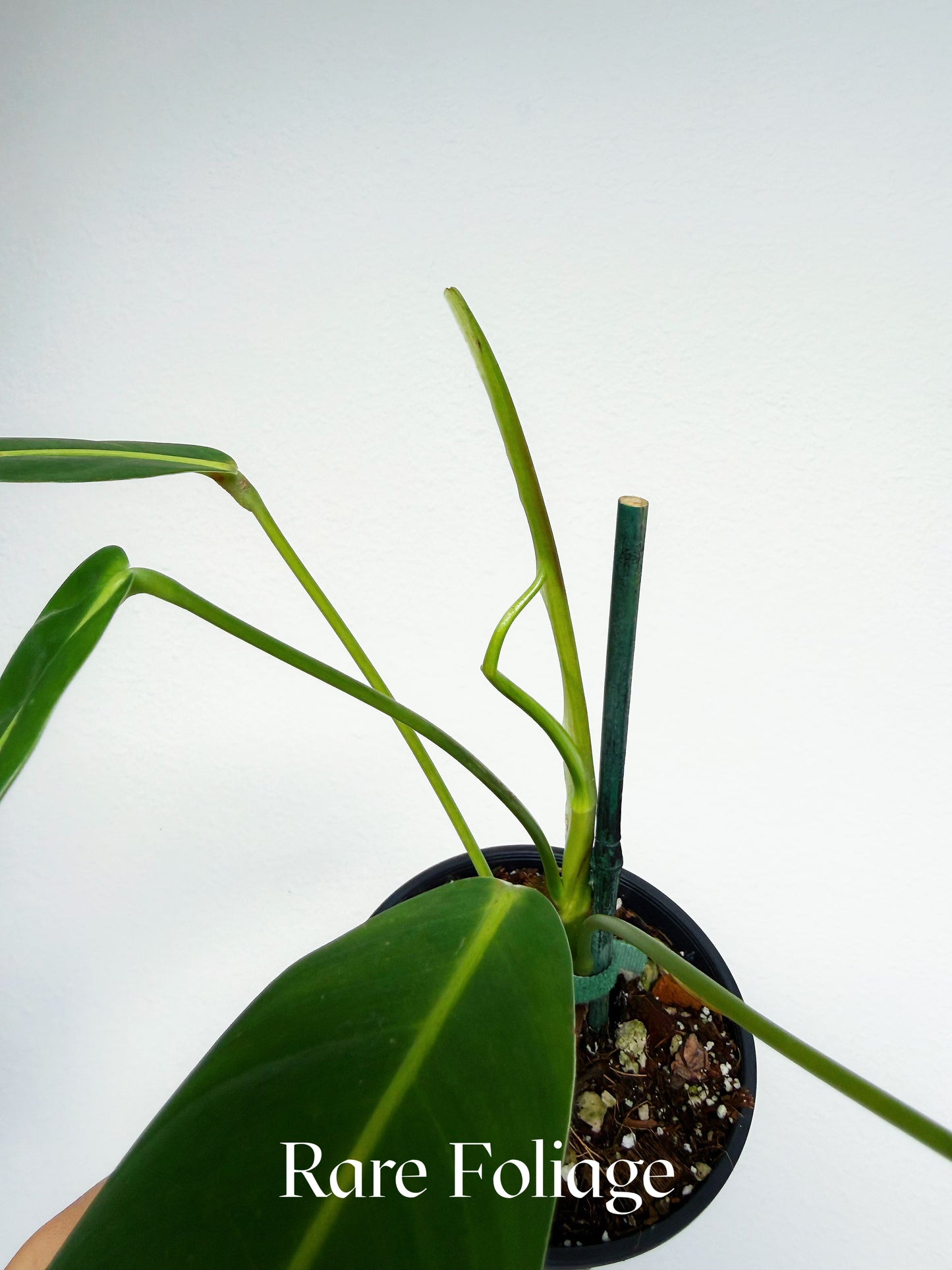 Philodendron Patriciae 4"