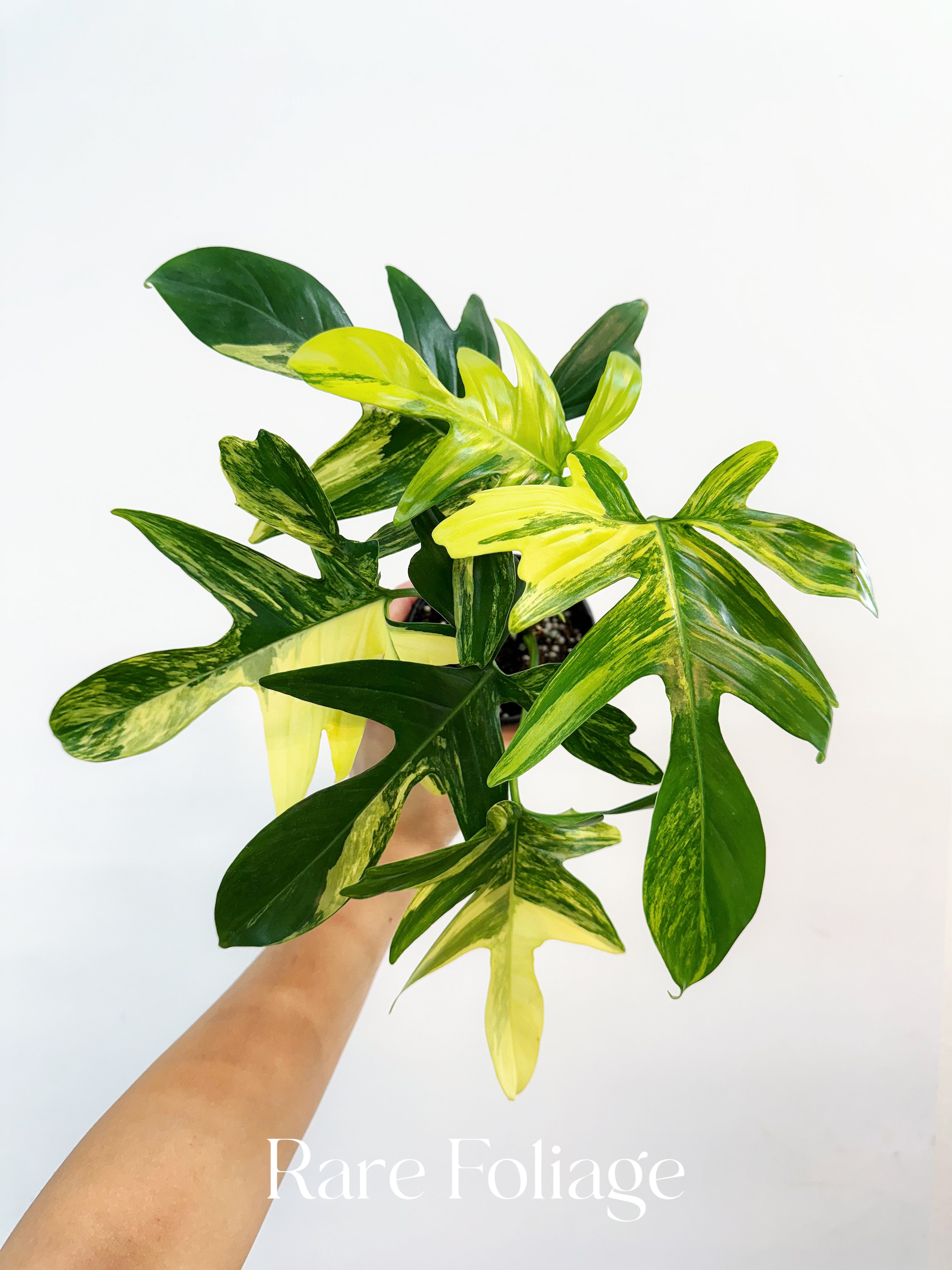 philodendron florida green vs pedatum Philodendron Pedatum Variegated 4" – Rare Foliage Plant Co