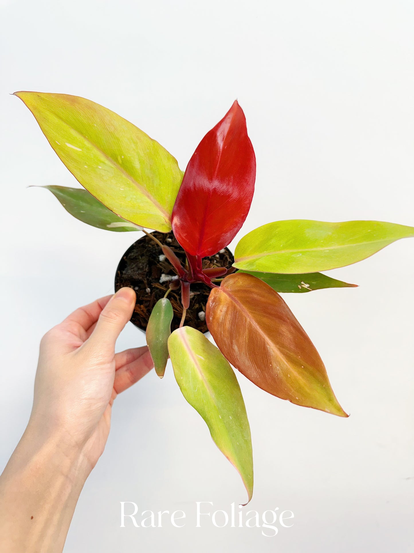 Philodendron Persimmon Princess 4”
