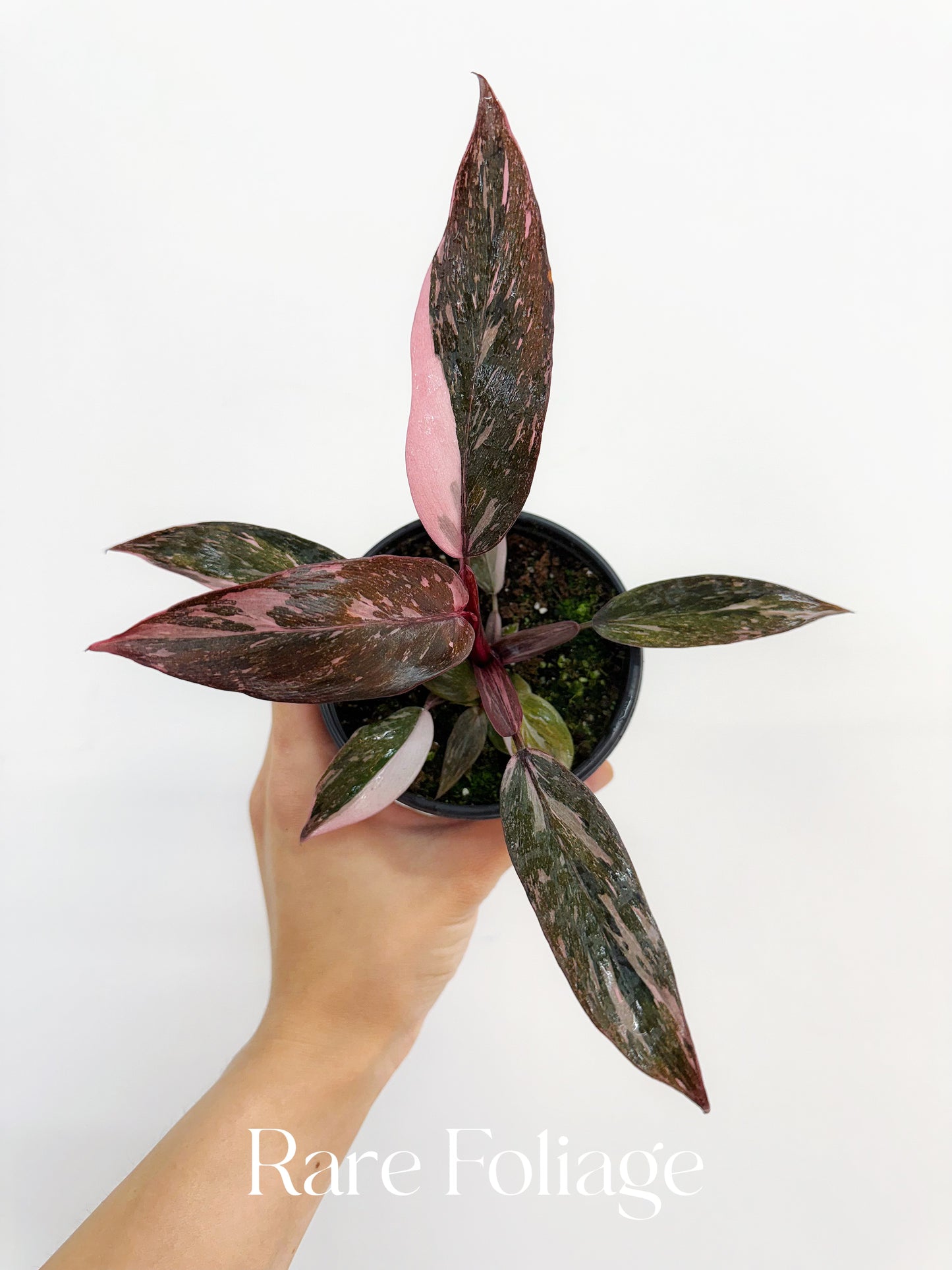 Philodendron Pink Princess Marble 4"