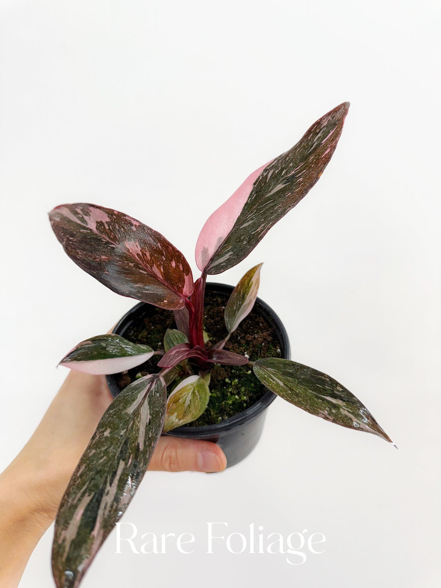 Philodendron Pink Princess Marble 4"