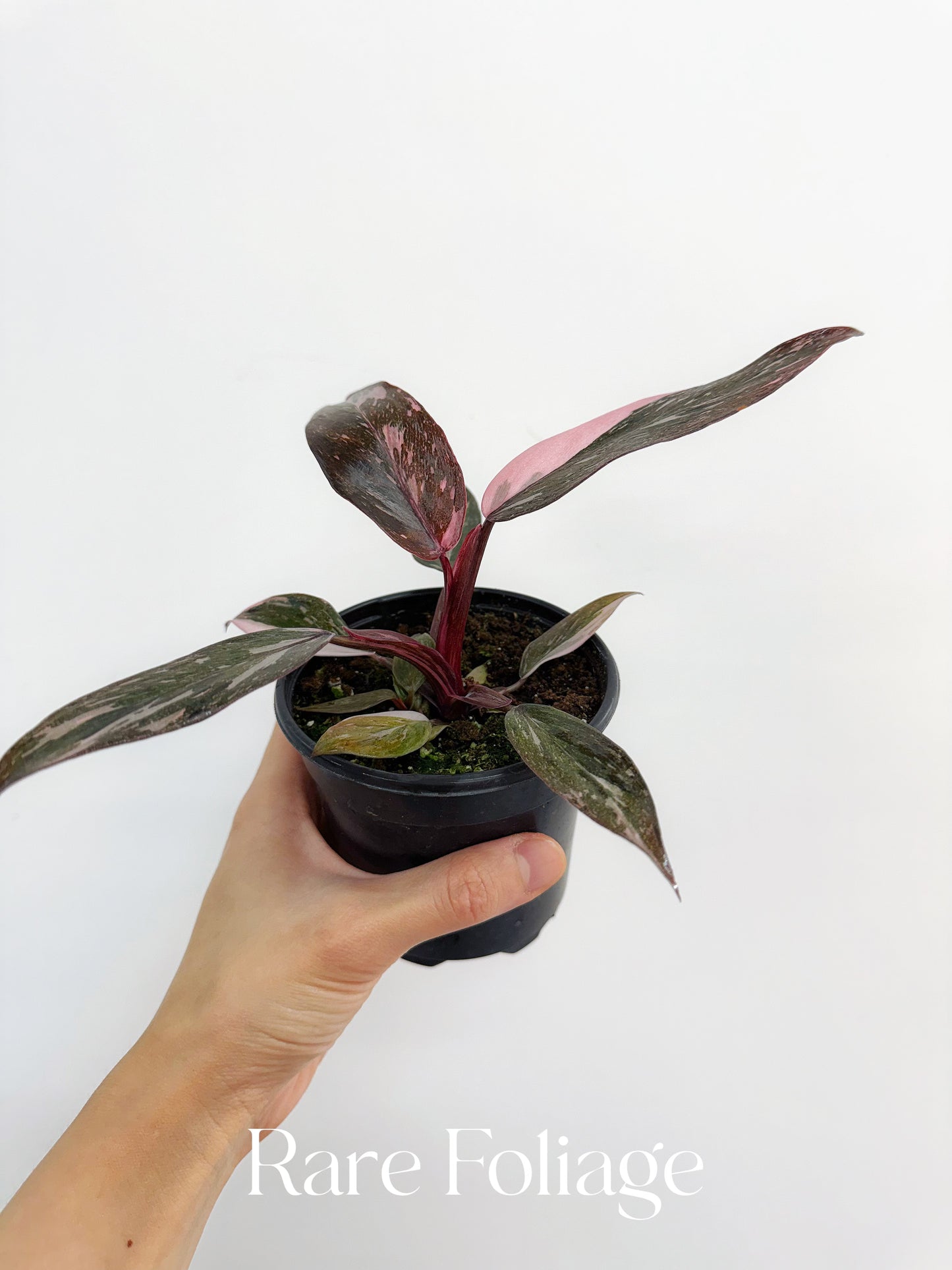 Philodendron Pink Princess Marble 4"