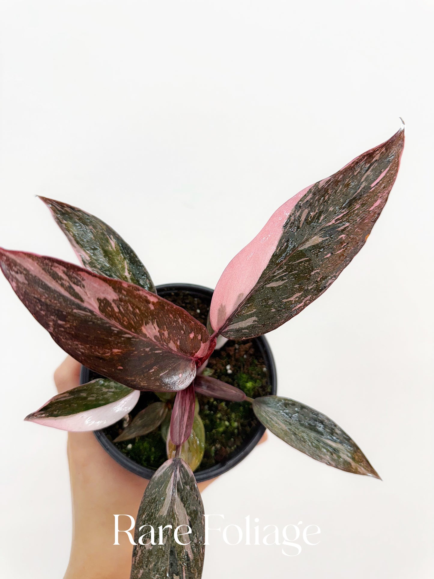 Philodendron Pink Princess Marble 4"