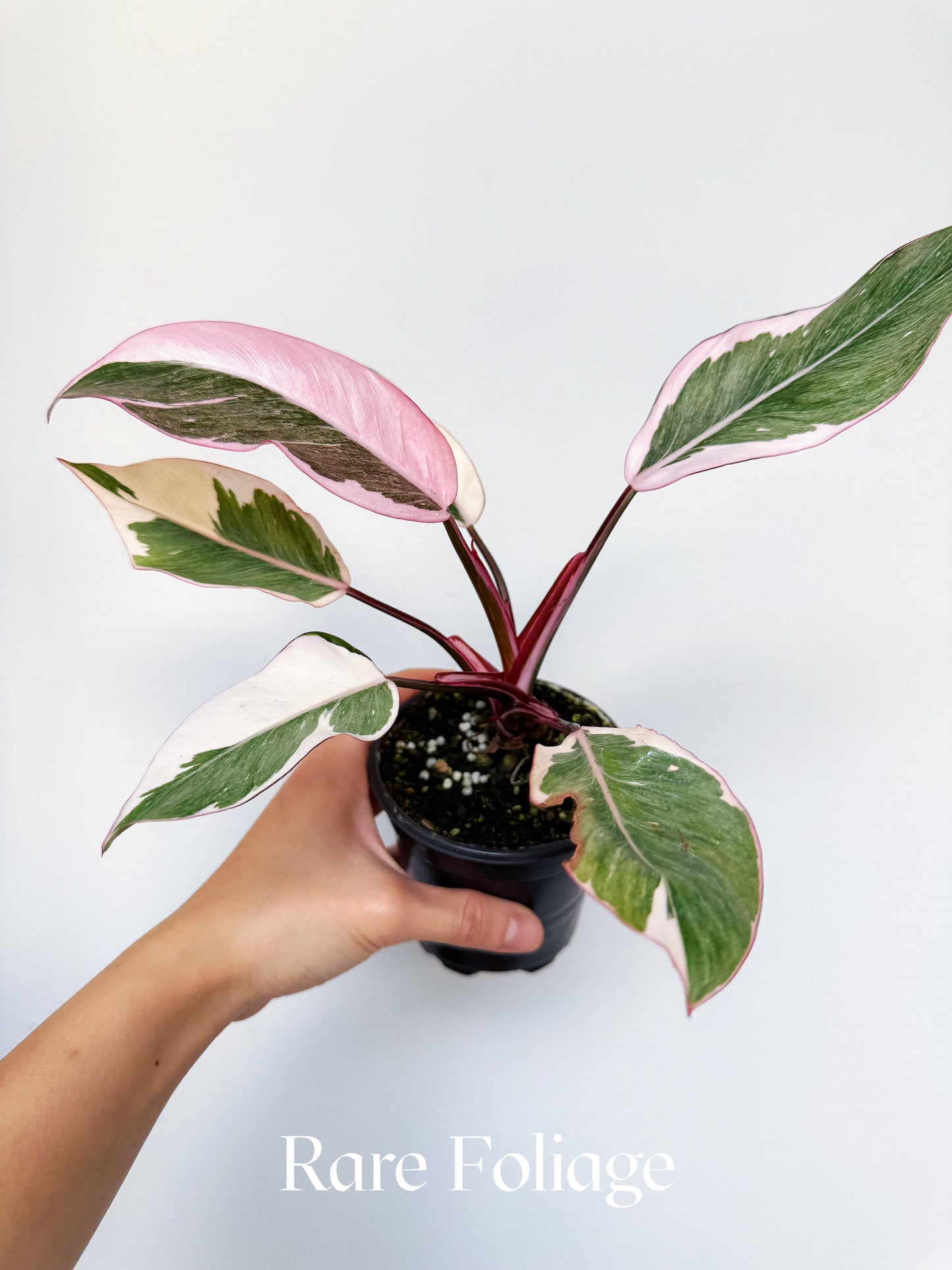 Philodendron Pink Princess Mutation 4"