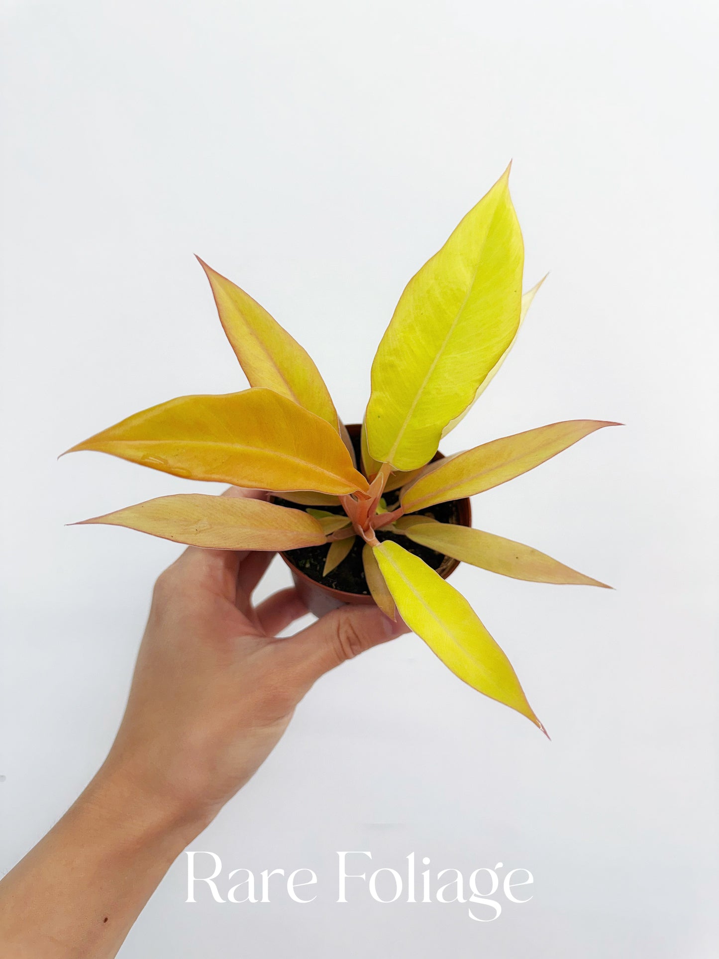 Philodendron Pluto Gold 3”