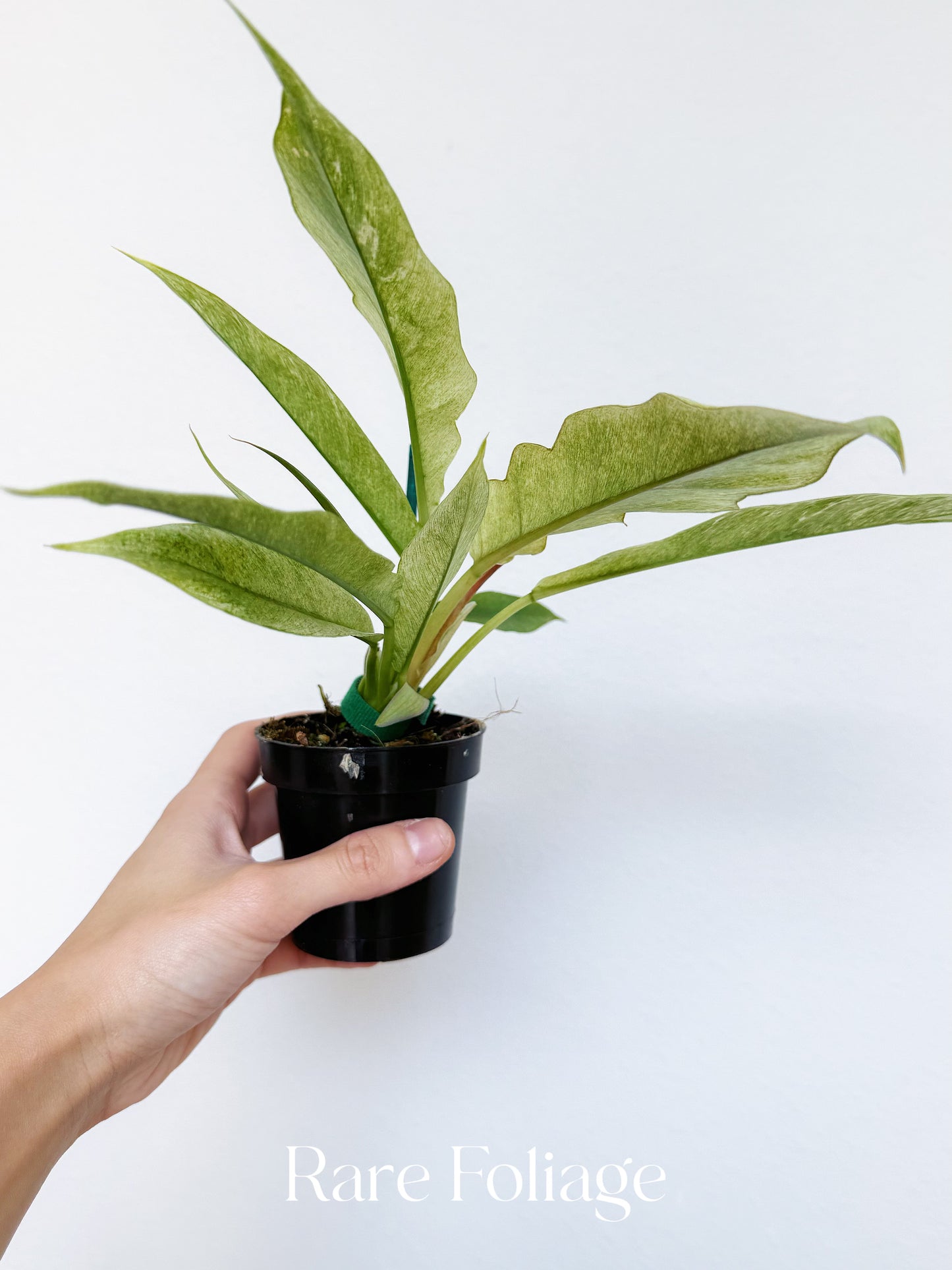 Philodendron Pluto Mint Variegated 3”