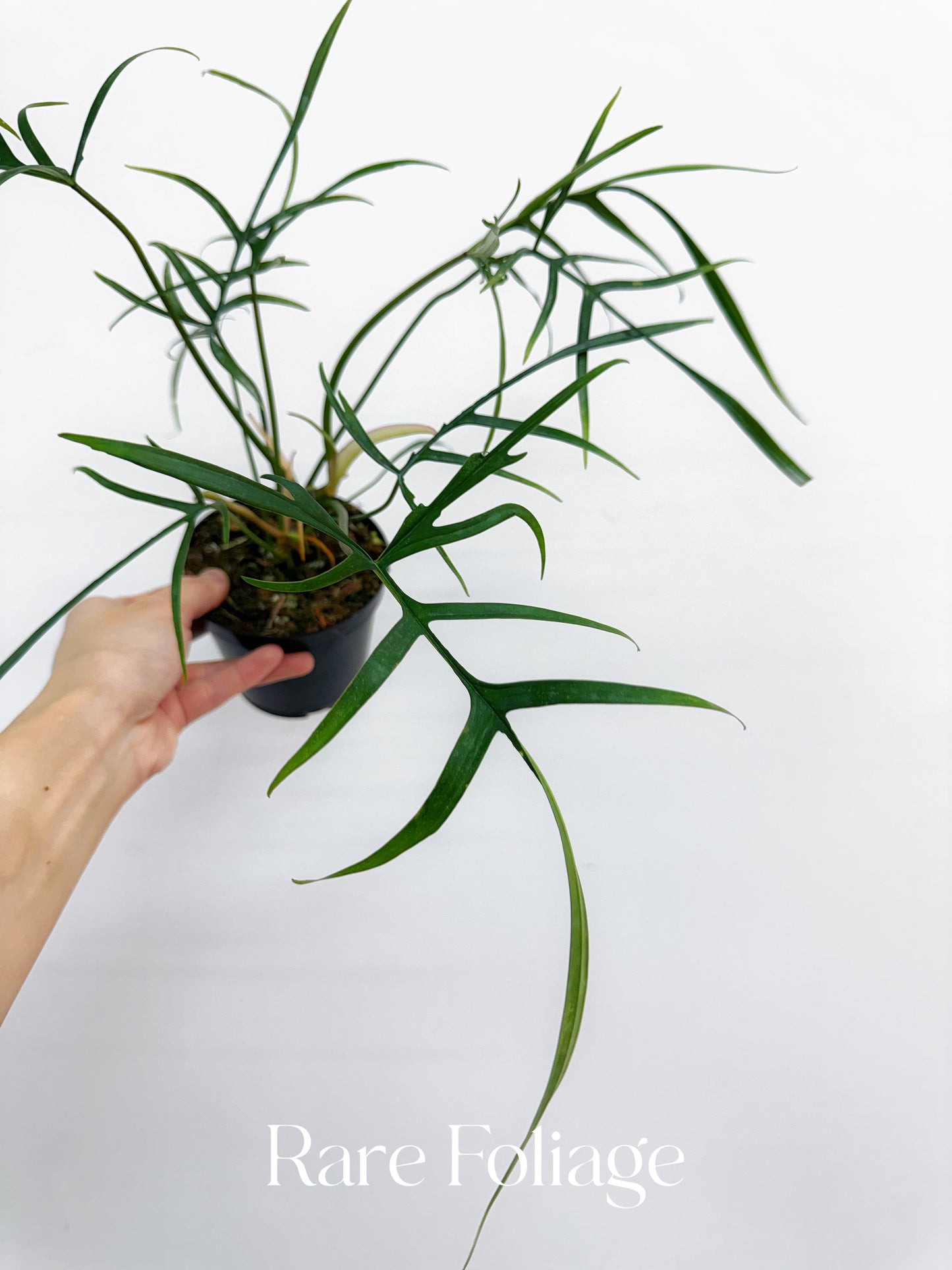 Philodendron Polypodioides 4”