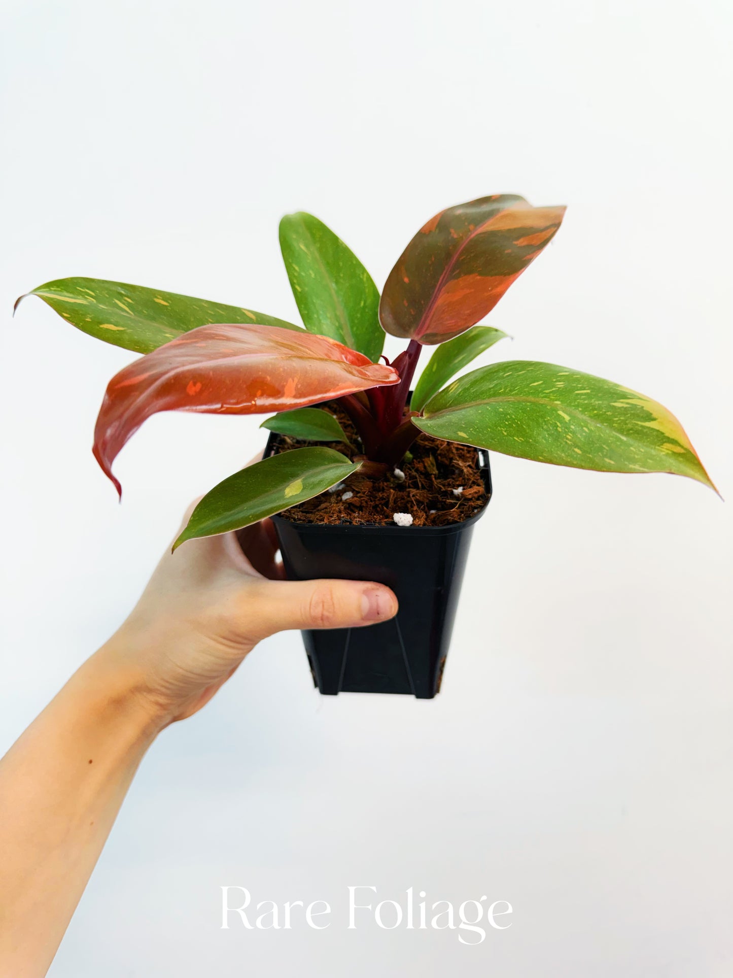 Philodendron Prince of Orange Variegated 3”