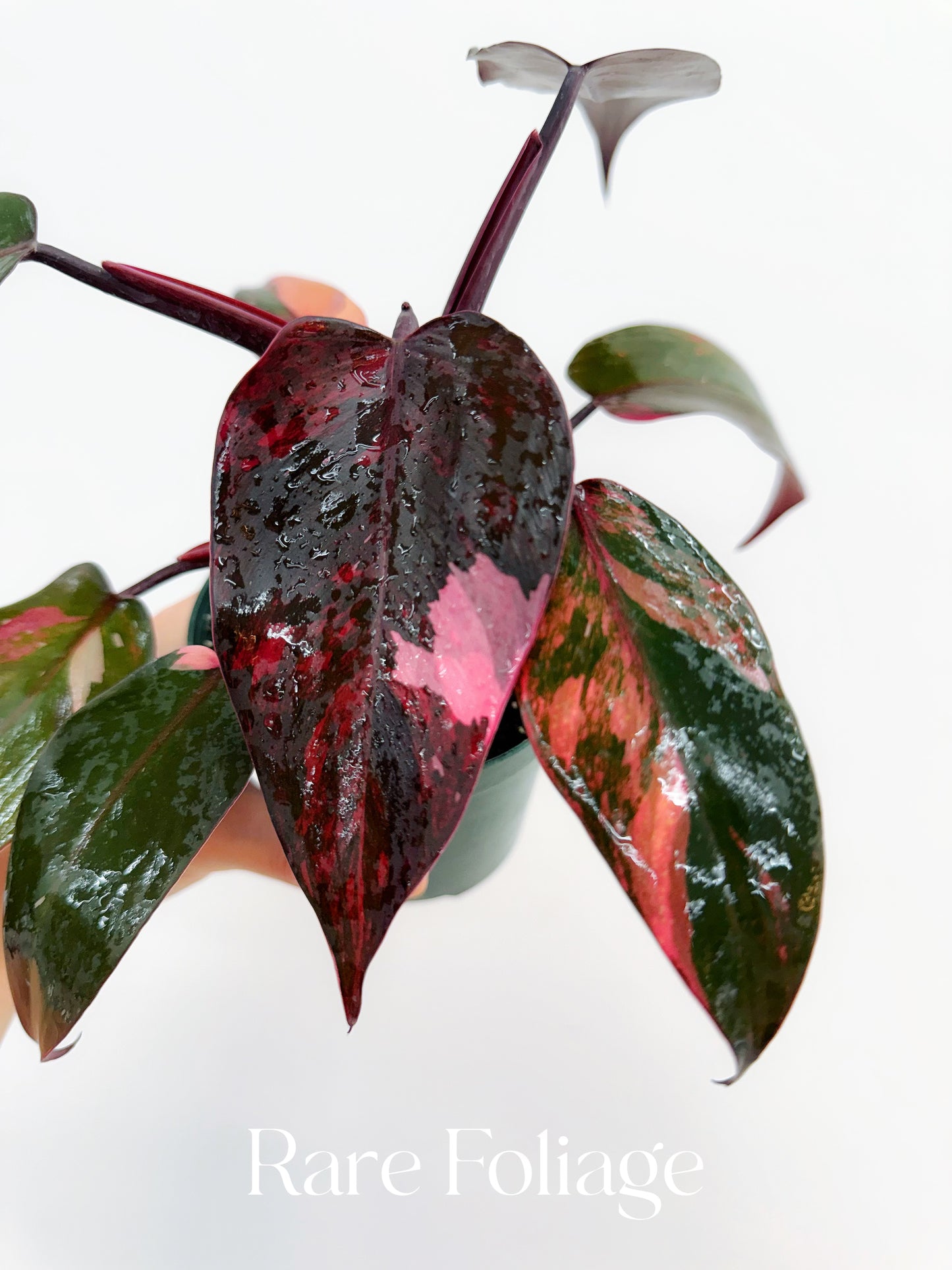 Philodendron Princess of Fire 4” Exact Plant