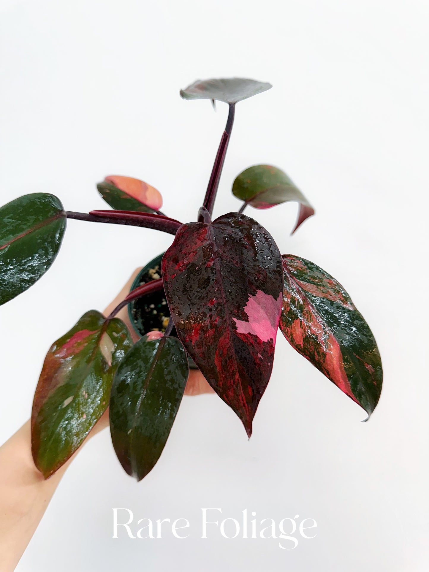 Philodendron Princess of Fire 4” Exact Plant