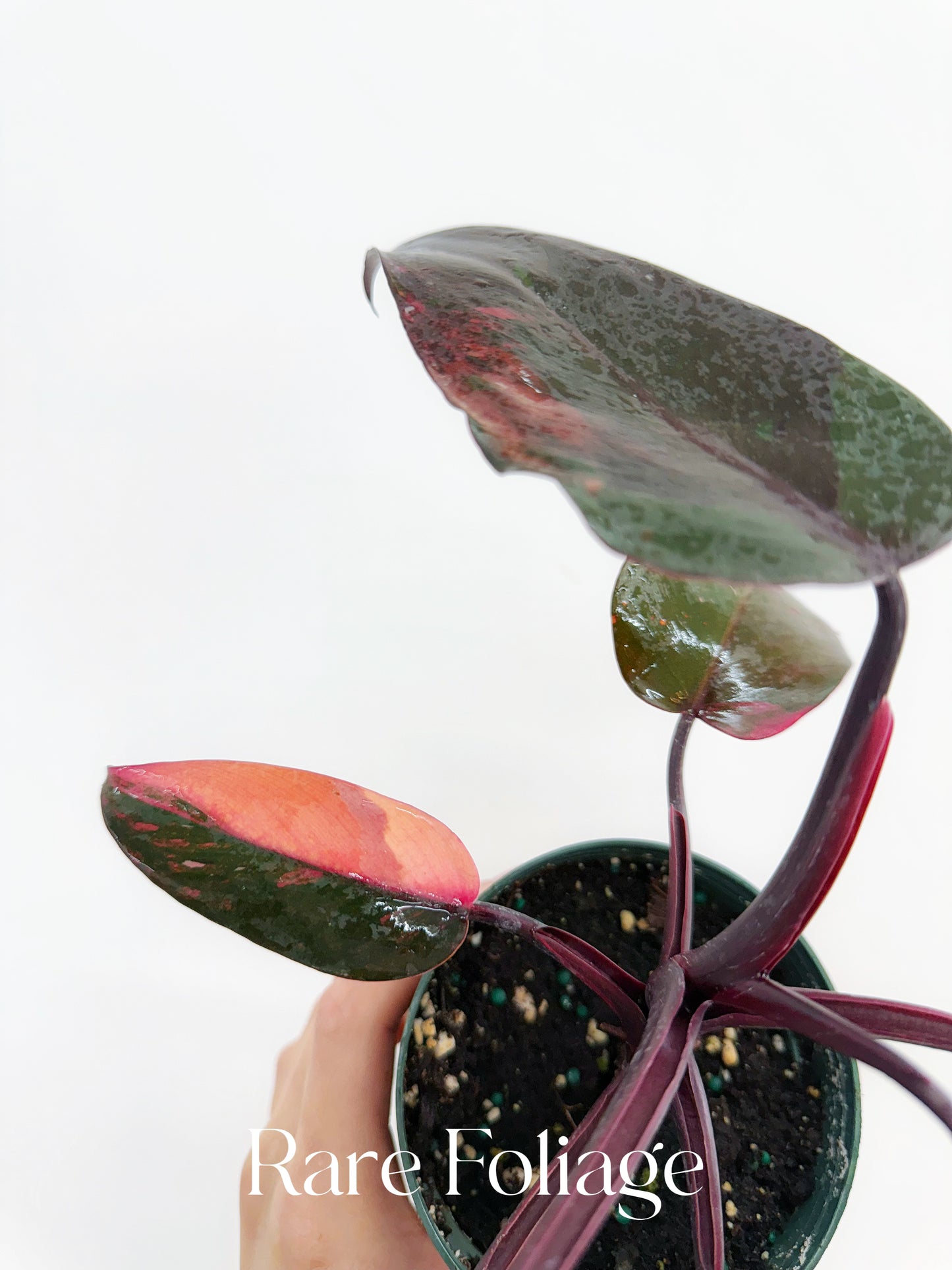 Philodendron Princess of Fire 4” Exact Plant