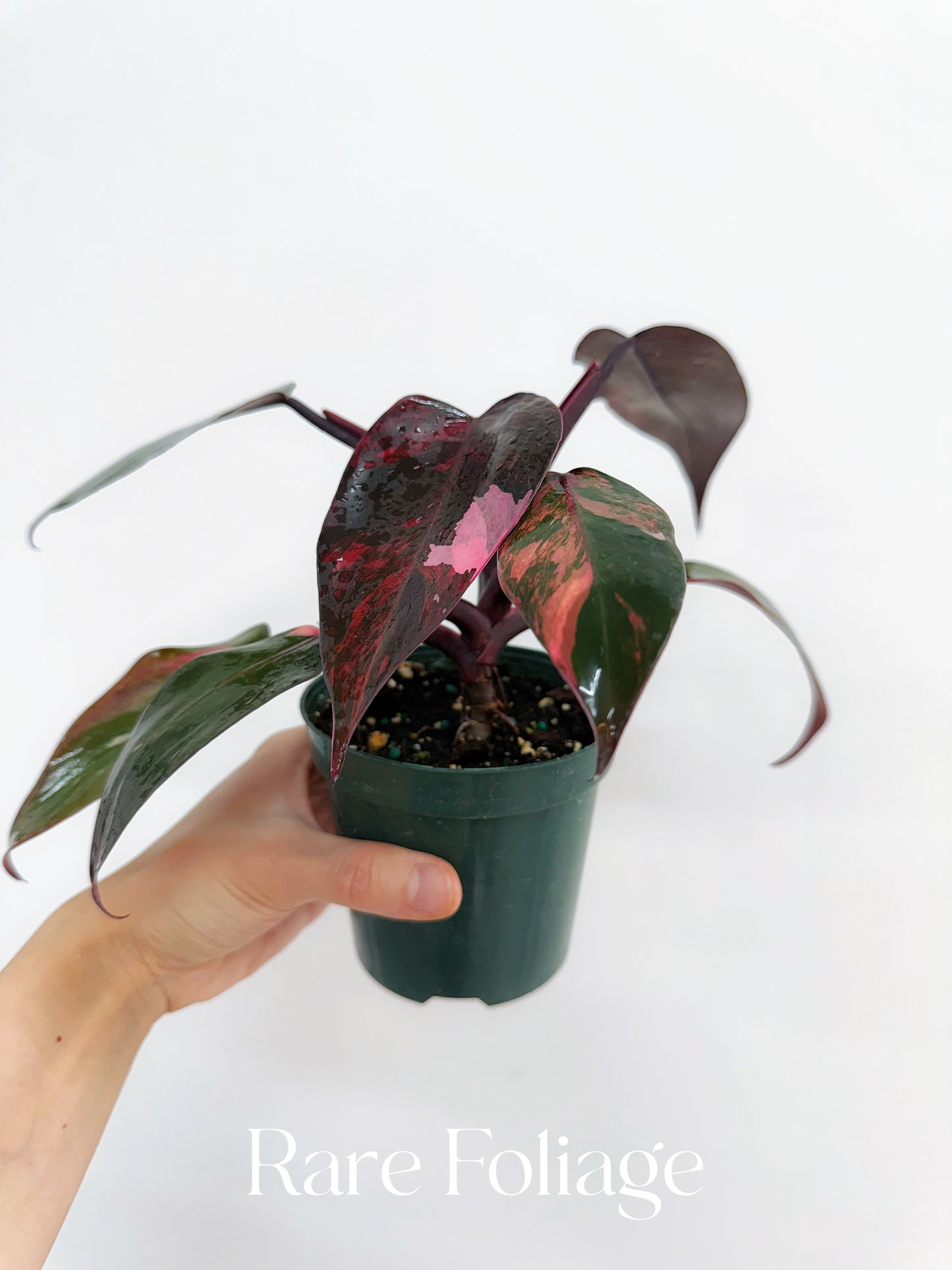 Philodendron Princess of Fire 4” Exact Plant