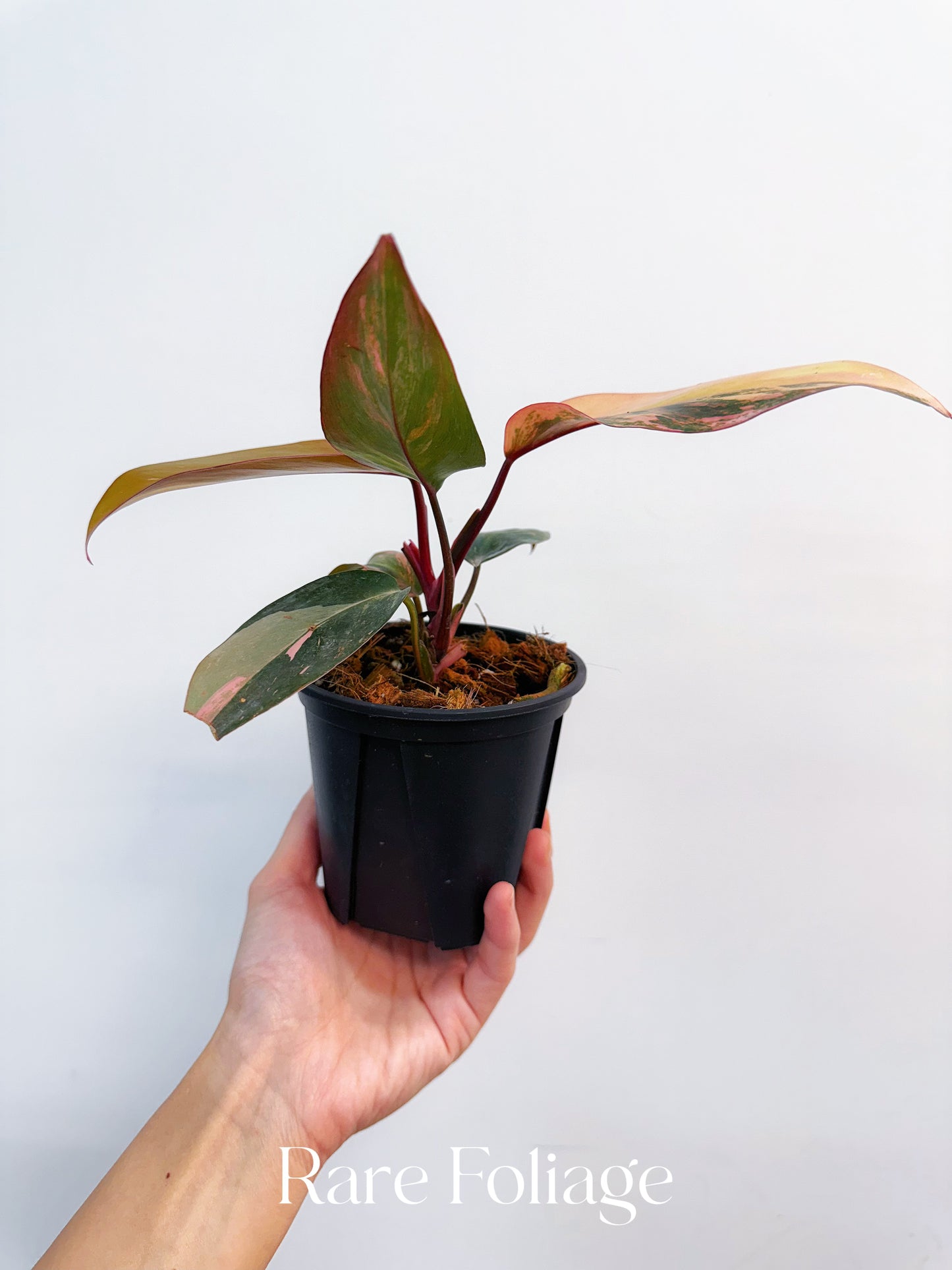 Philodendron Princess of Fire 4” Exact Plant