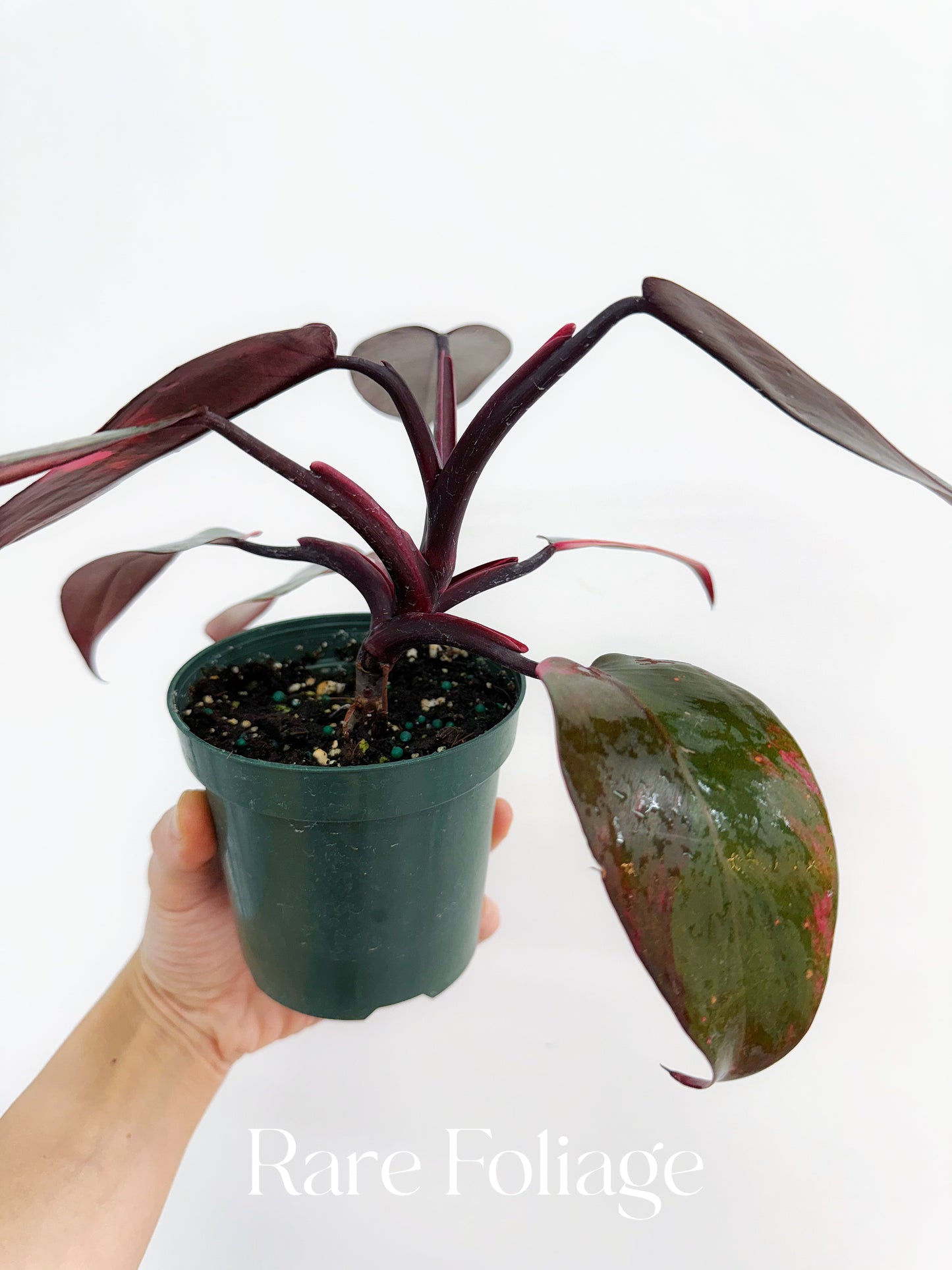Philodendron Princess of Fire 4” Exact Plant