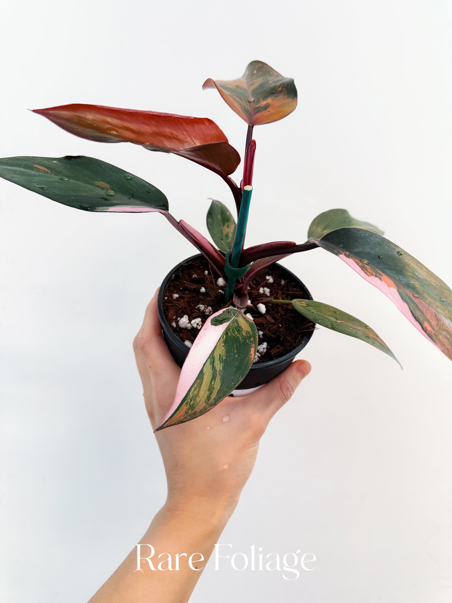 Philodendron Princess of Fire 5” Exact Plant