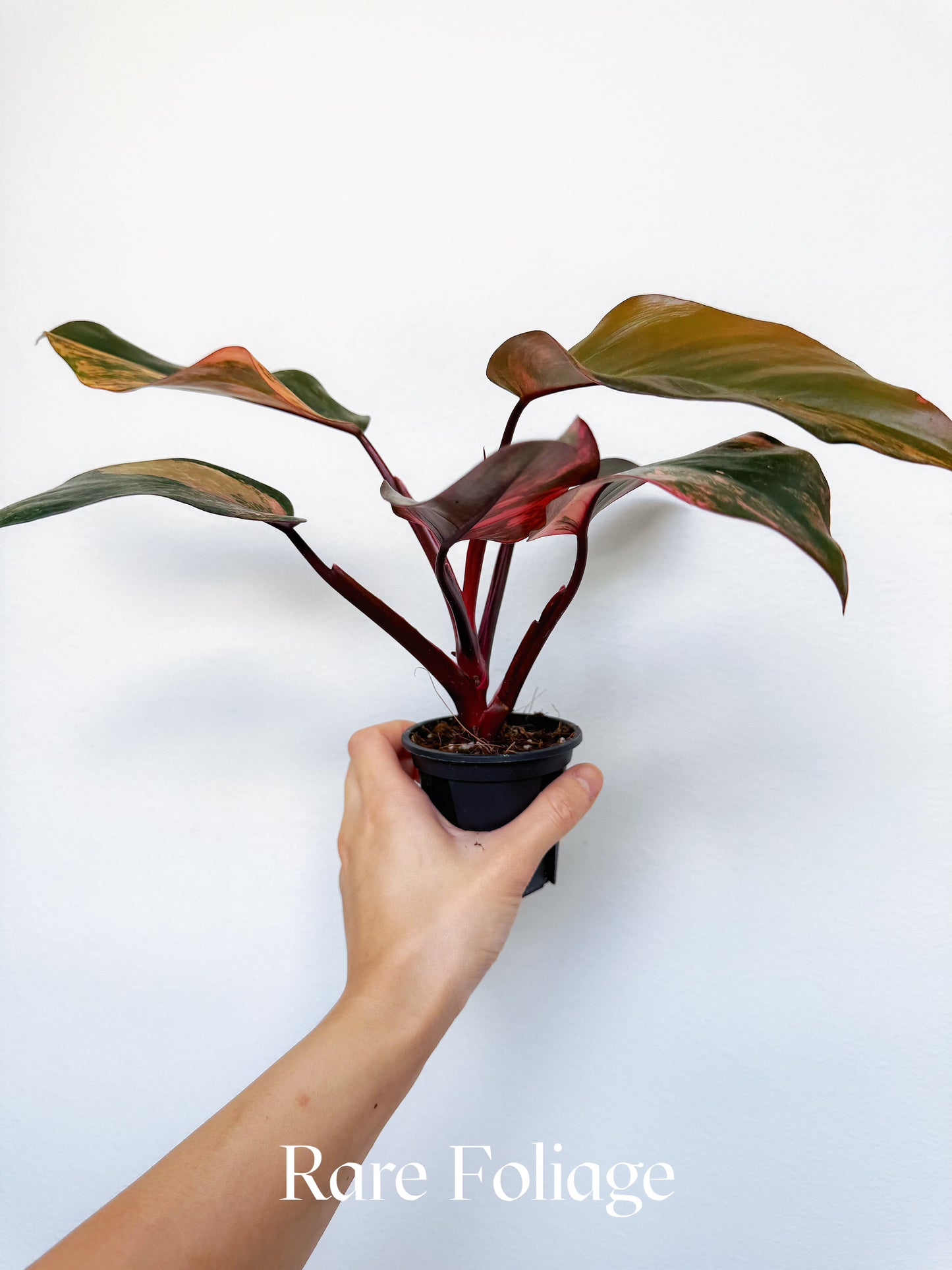 Philodendron Princess of Fire Tricolor 3" Exact Plant