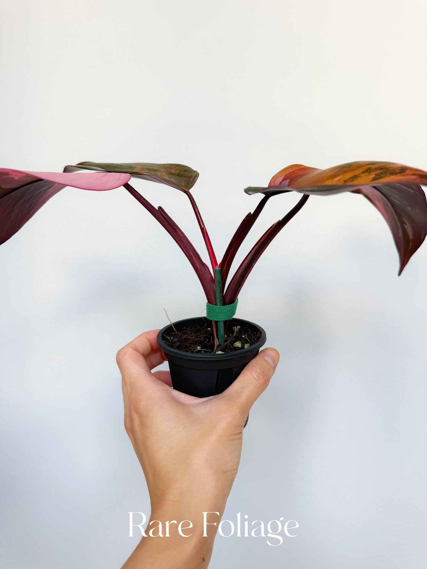 Philodendron Princess of Fire 3” Exact Plant