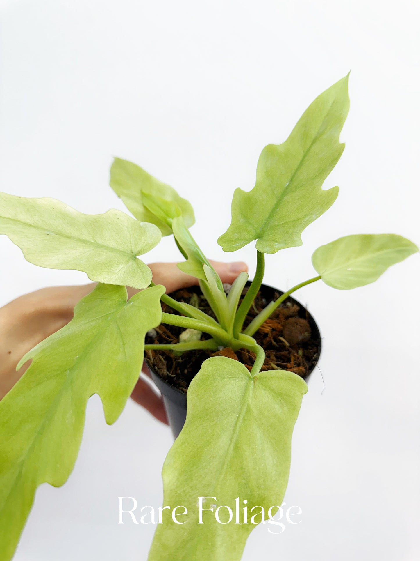 Philodendron Radiatum Mint Variegated 4"