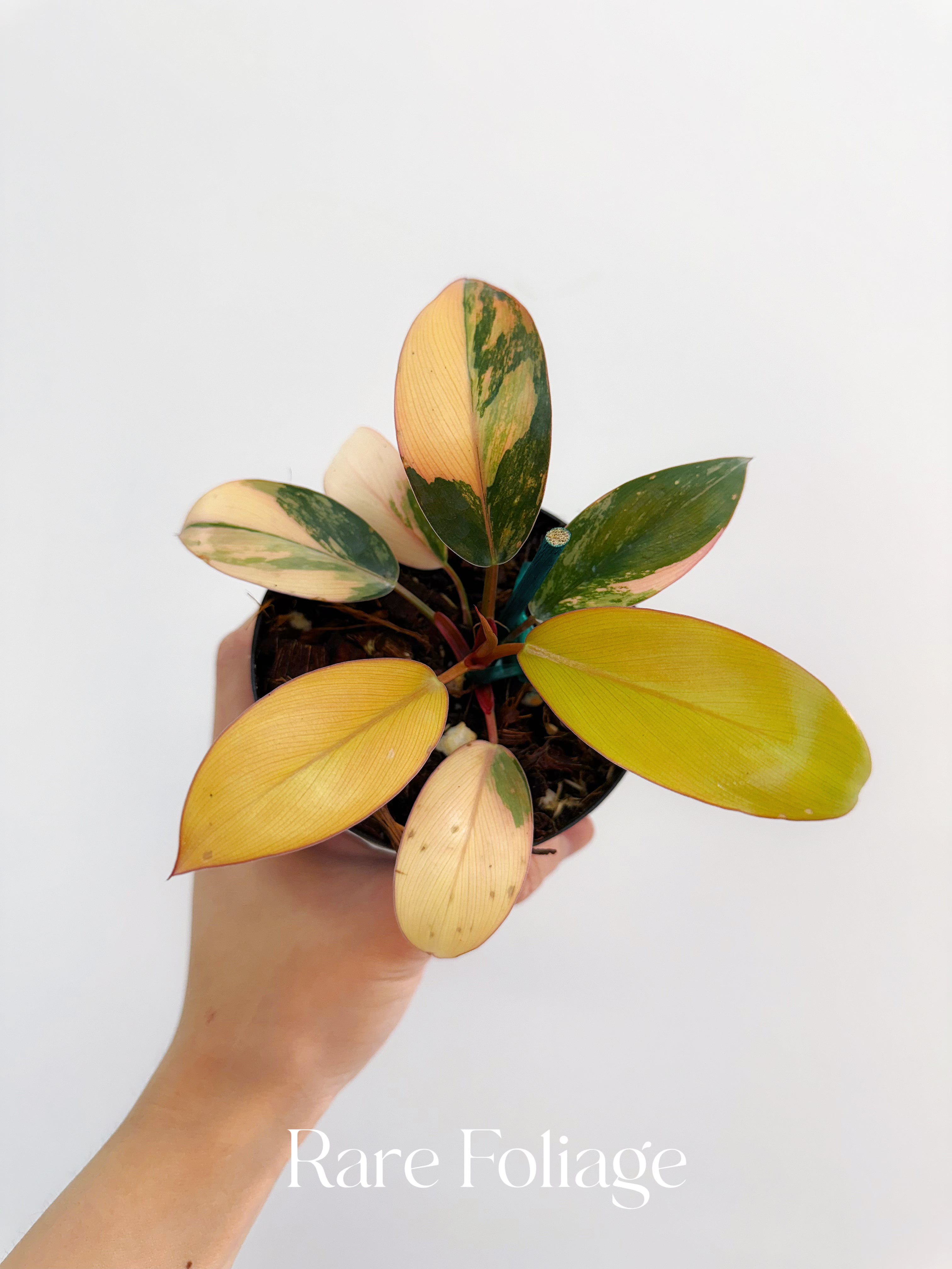 philodendron congo red yellow mutation Philodendron Red Congo Variegated 4" – Rare Foliage Plant Co