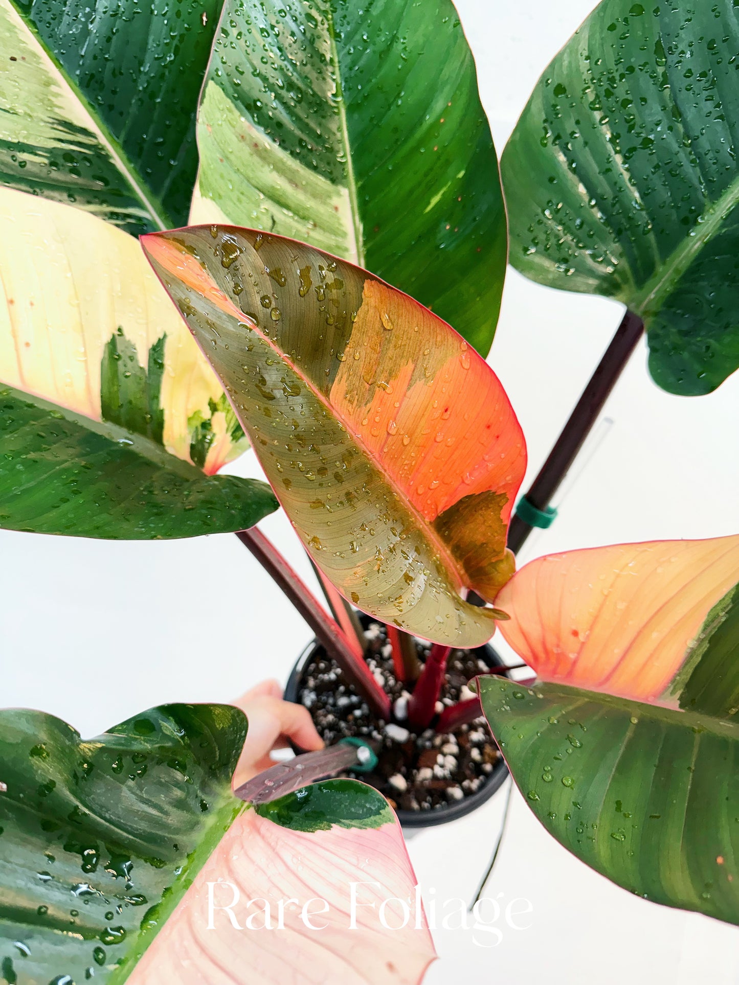 Philodendron Red Congo Variegated 6” Exact Plant
