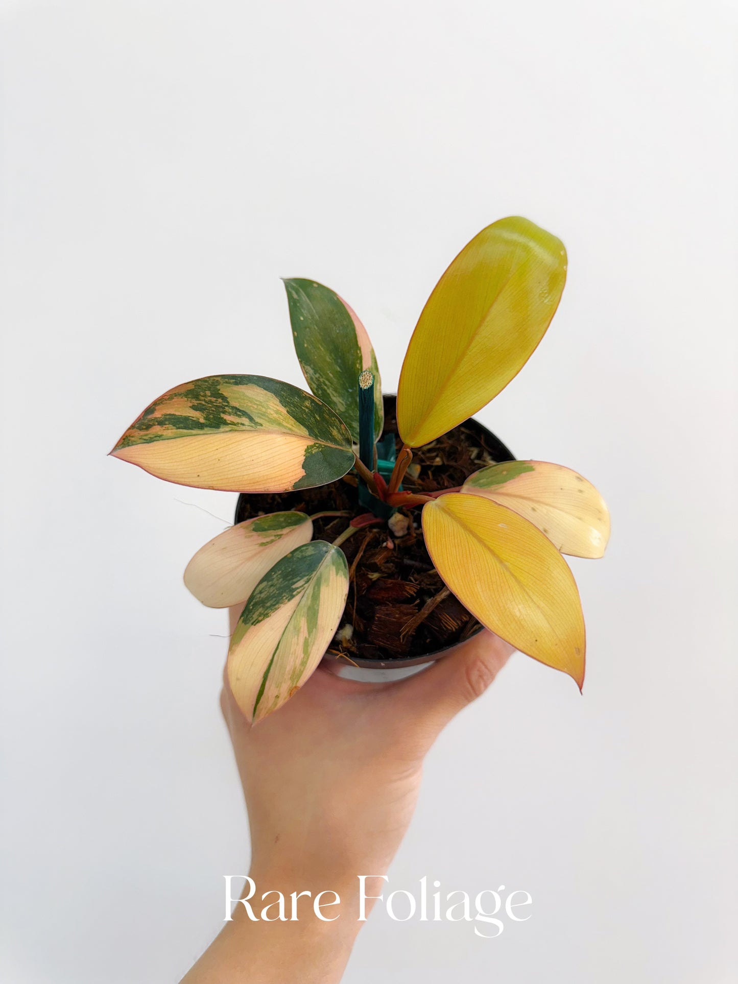 Philodendron Red Congo Variegated 4"