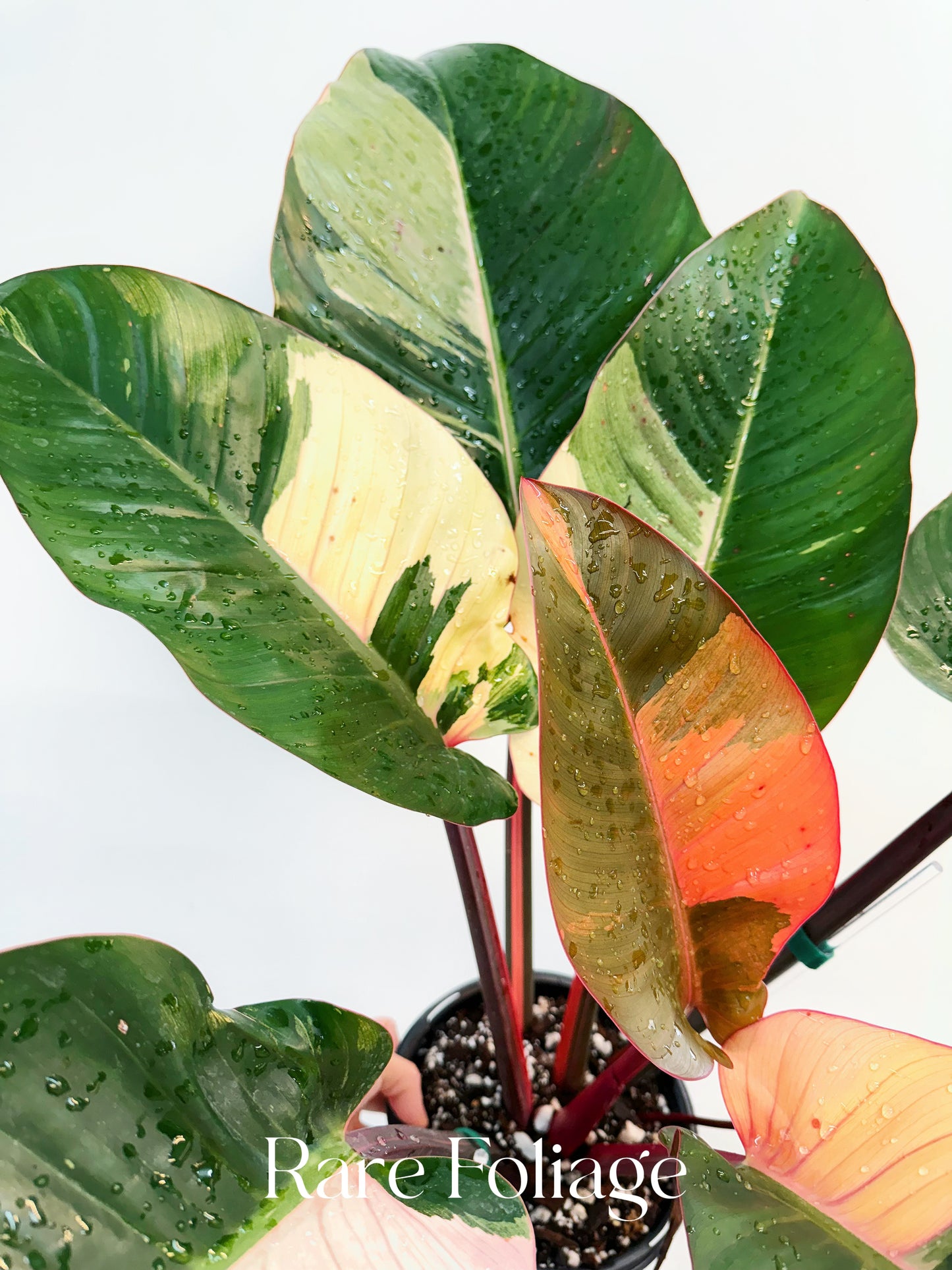 Philodendron Red Congo Variegated 6” Exact Plant