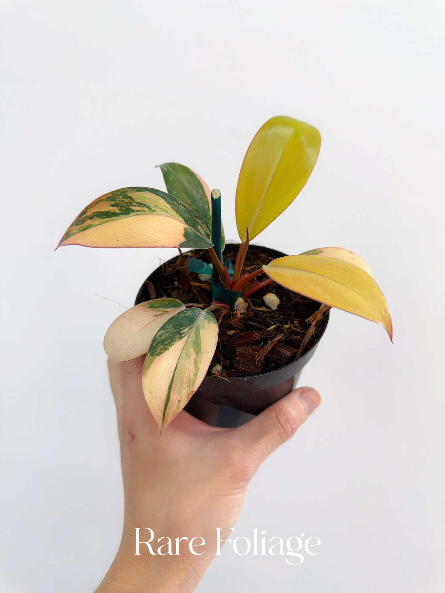 Philodendron Red Congo Variegated 4"