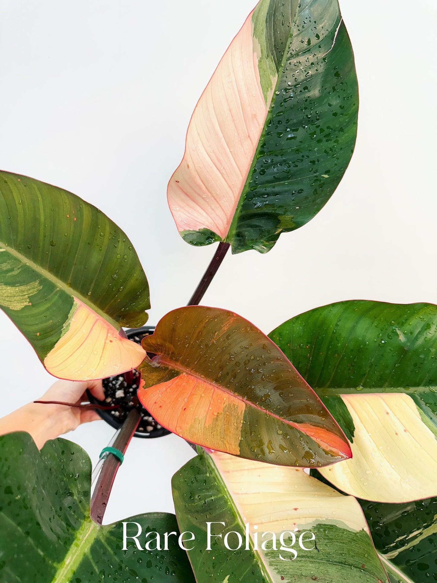 Philodendron Red Congo Variegated 6” Exact Plant