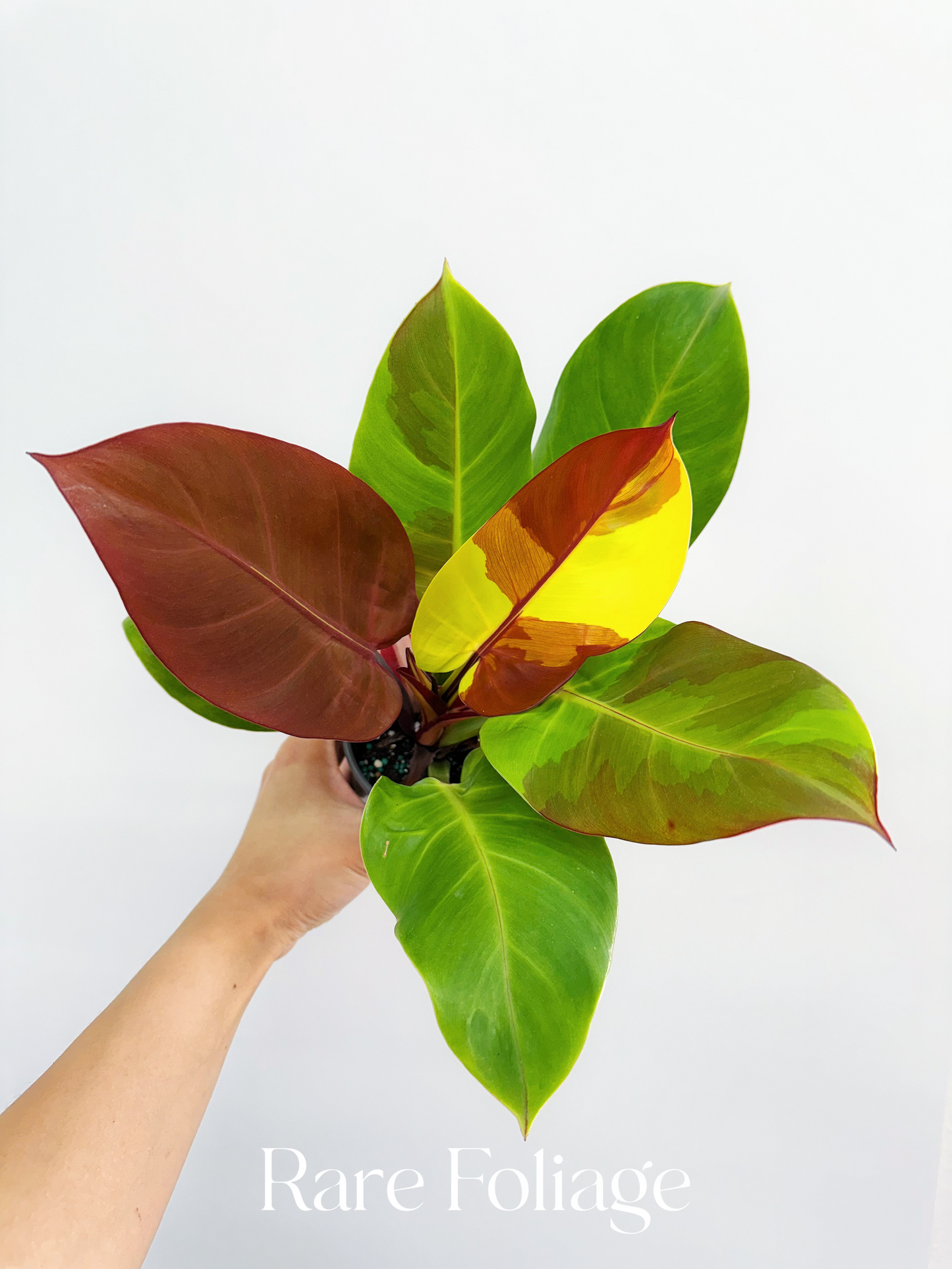 Philodendron Red Moon 4"