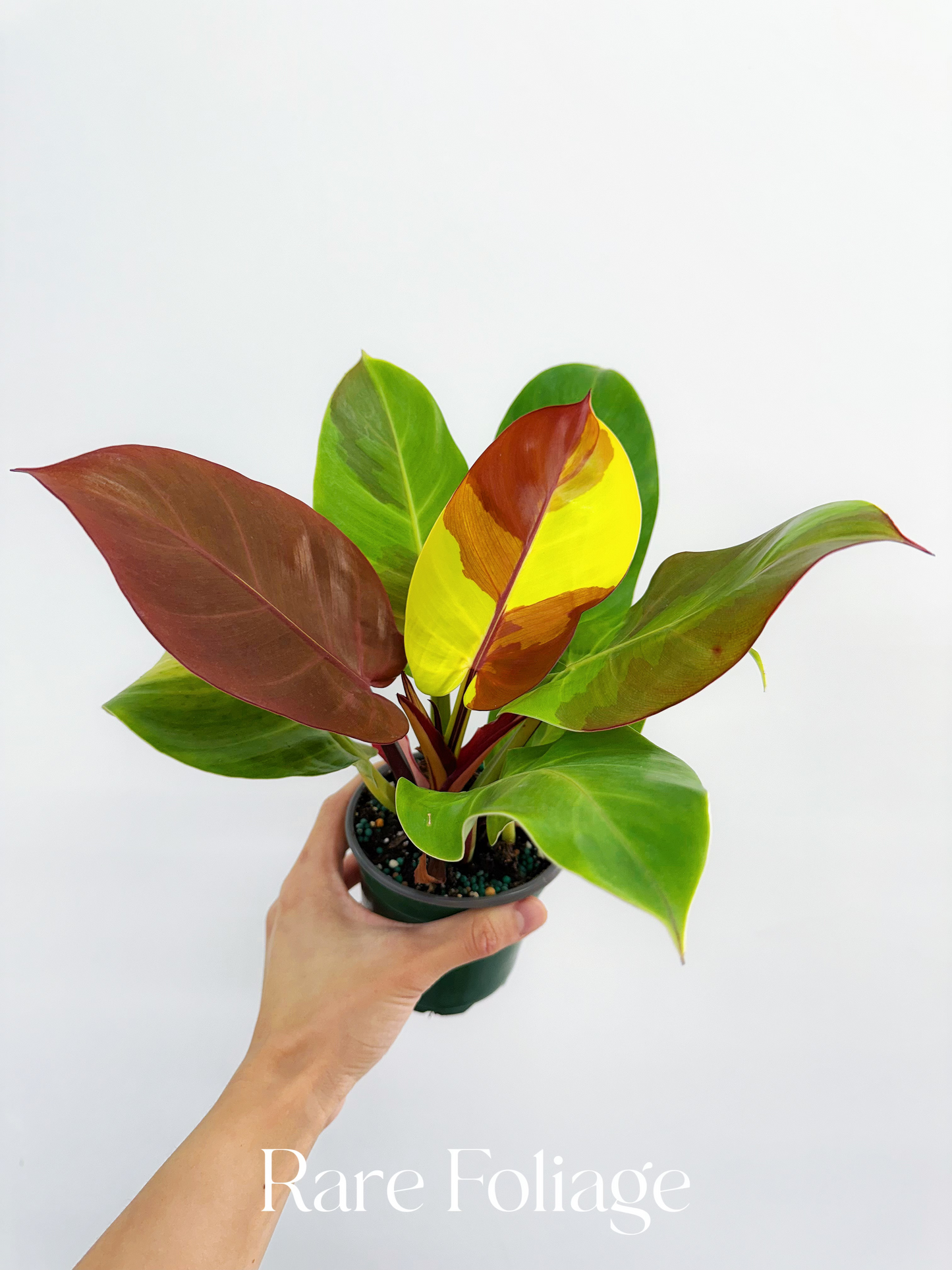 Philodendron Red Moon 4"