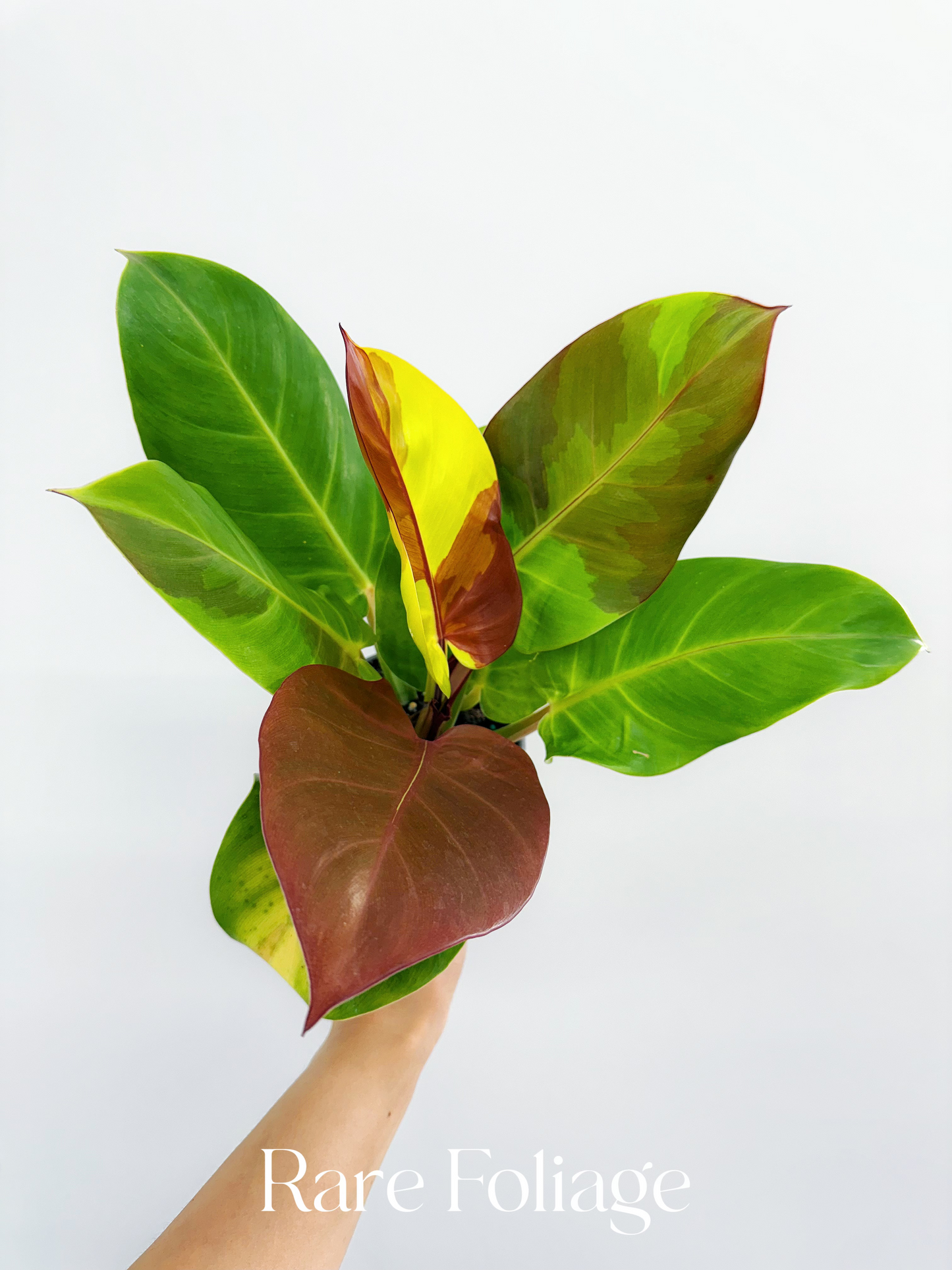 Philodendron Red Moon 4"