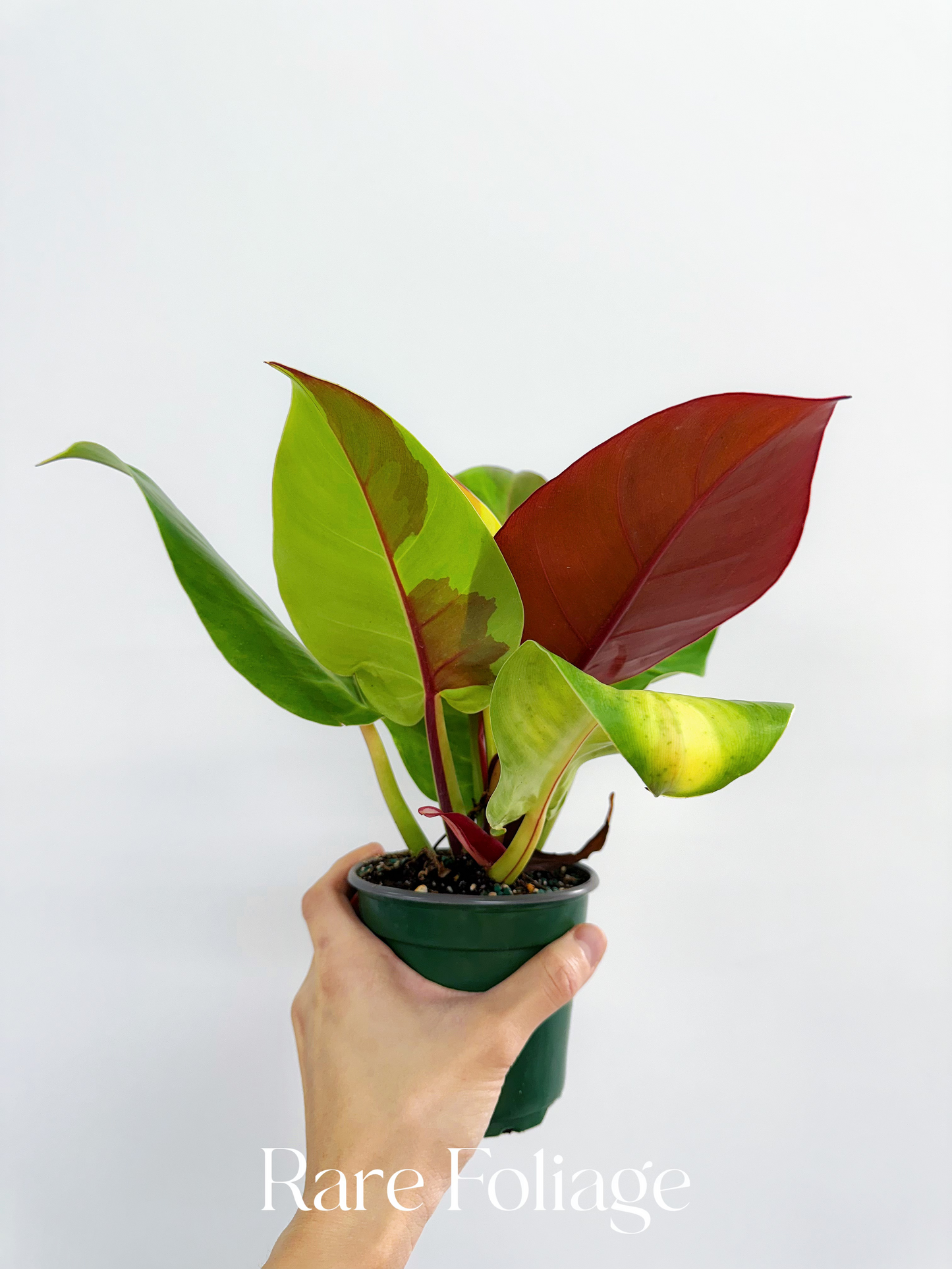Philodendron Red Moon 4"
