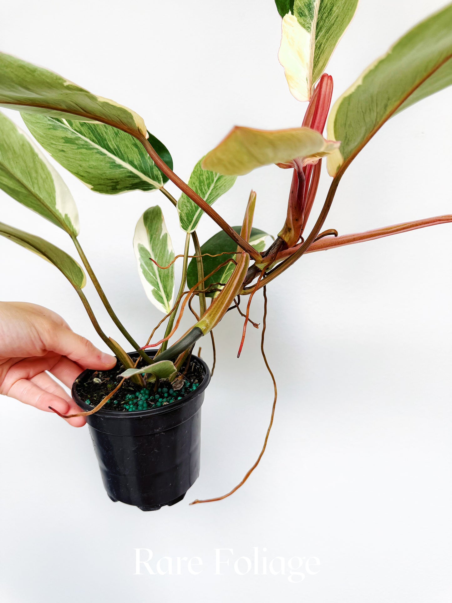 Philodendron Shady Lady 4"