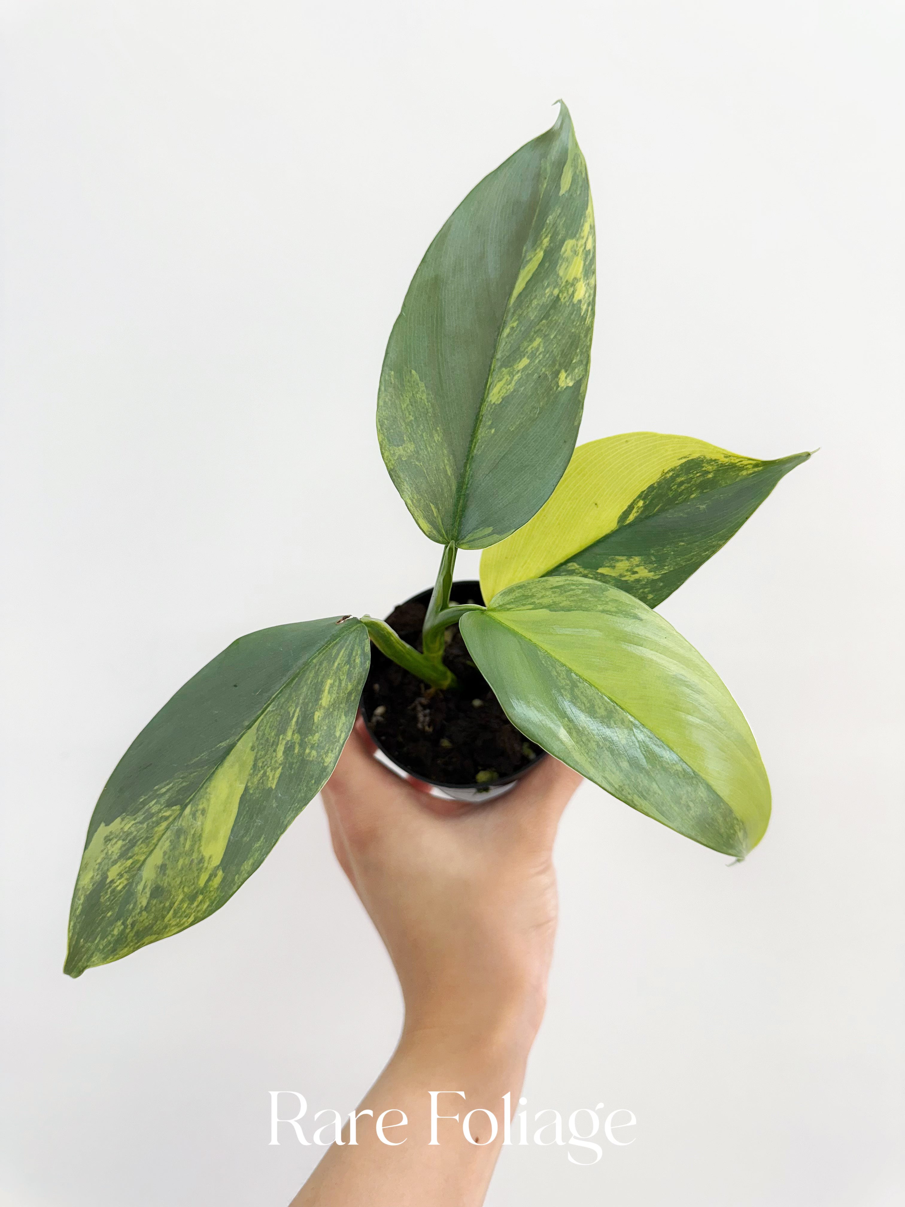 philodendron silver sword variegated Philodendron Silver Sword Variegated 3” – Rare Foliage Plant Co