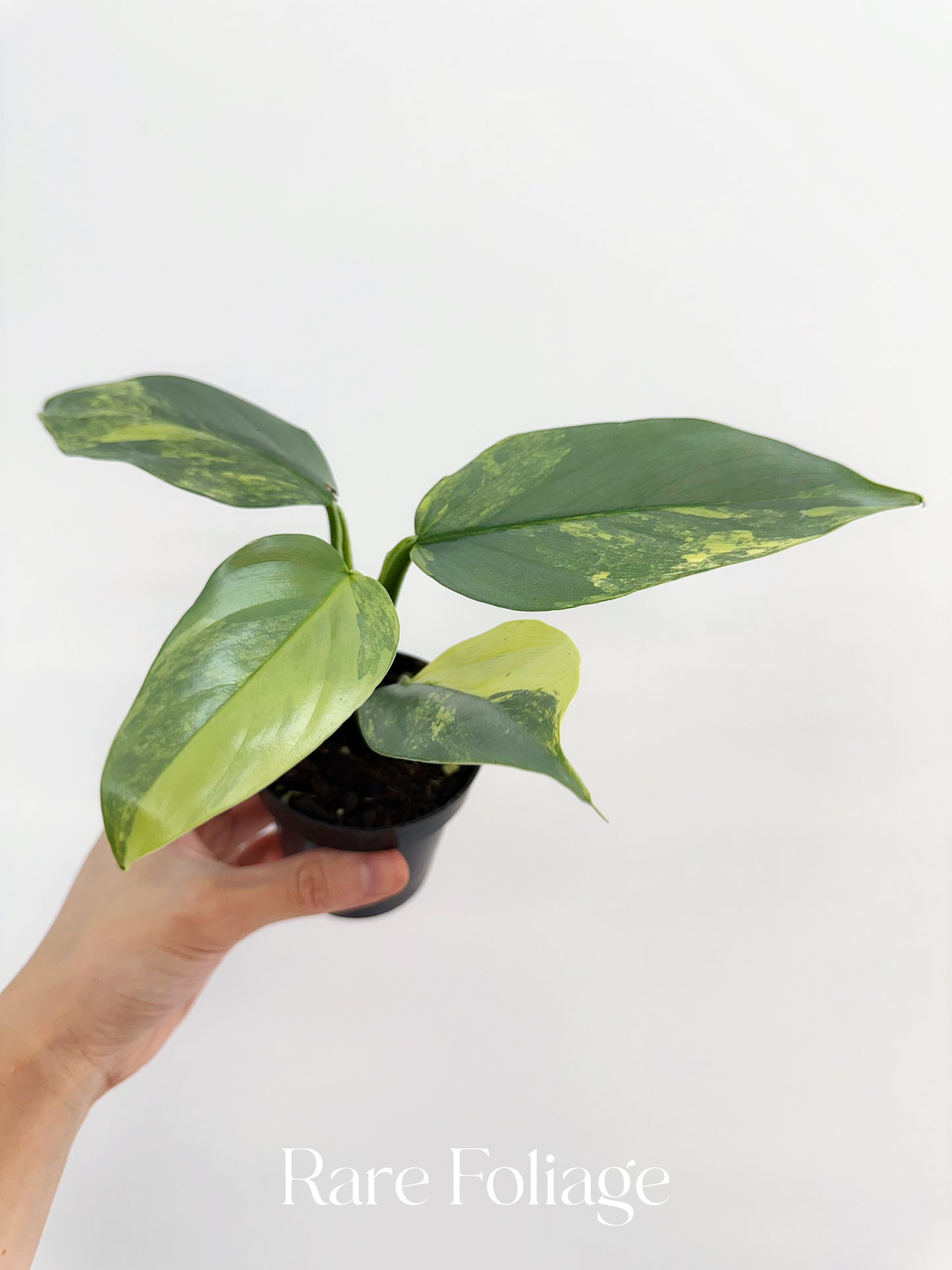Philodendron Silver Sword Variegated 3”