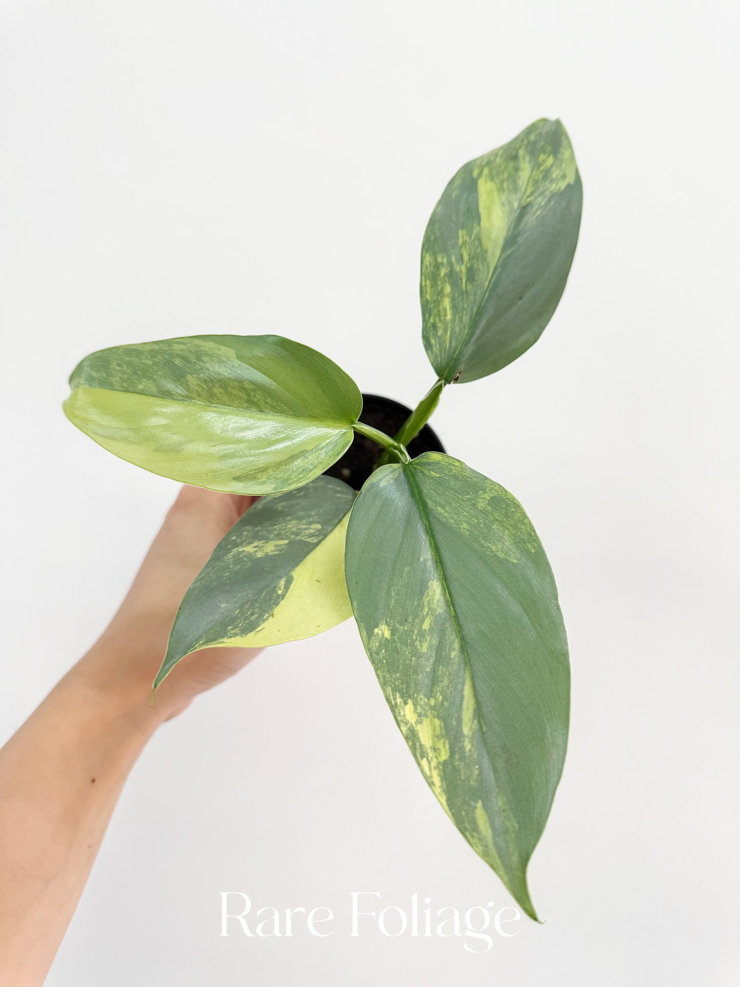 Philodendron Silver Sword Variegated 3”