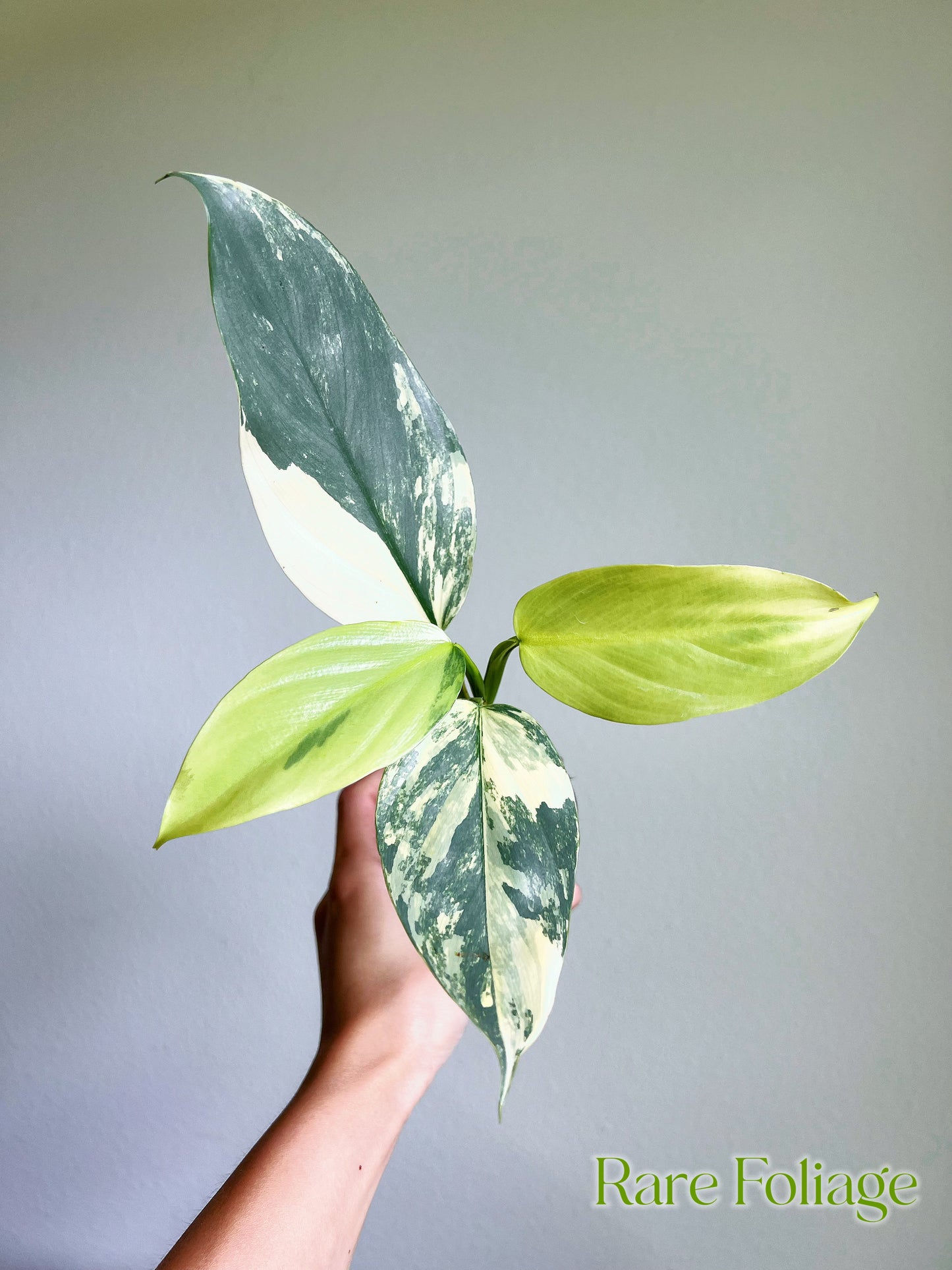 Philodendron Silver Sword Variegated 3”