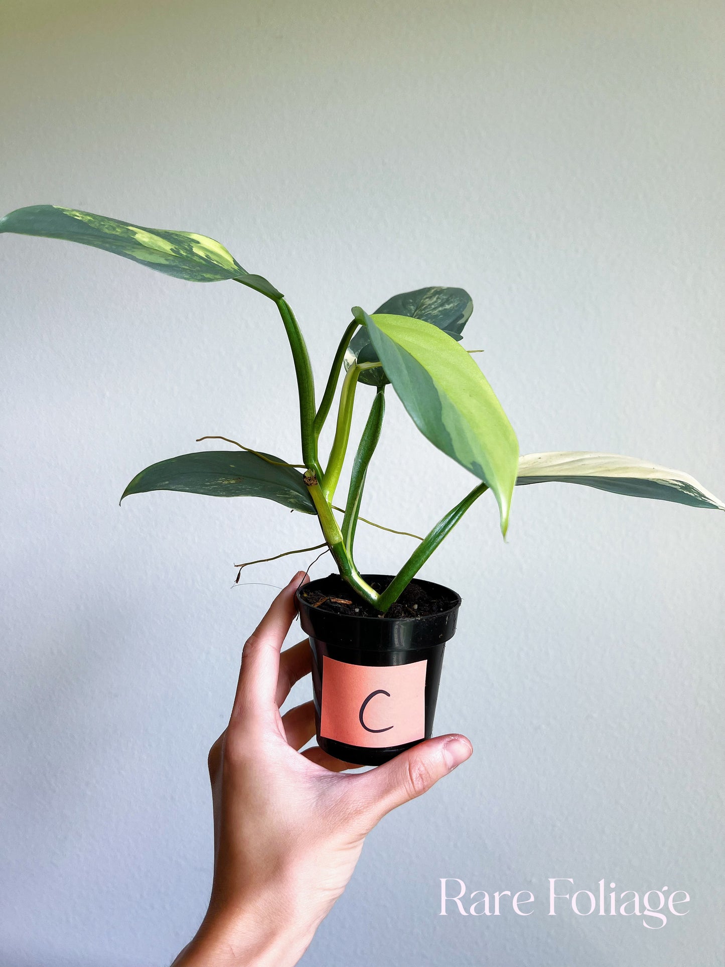 Philodendron Silver Sword Variegated 3”