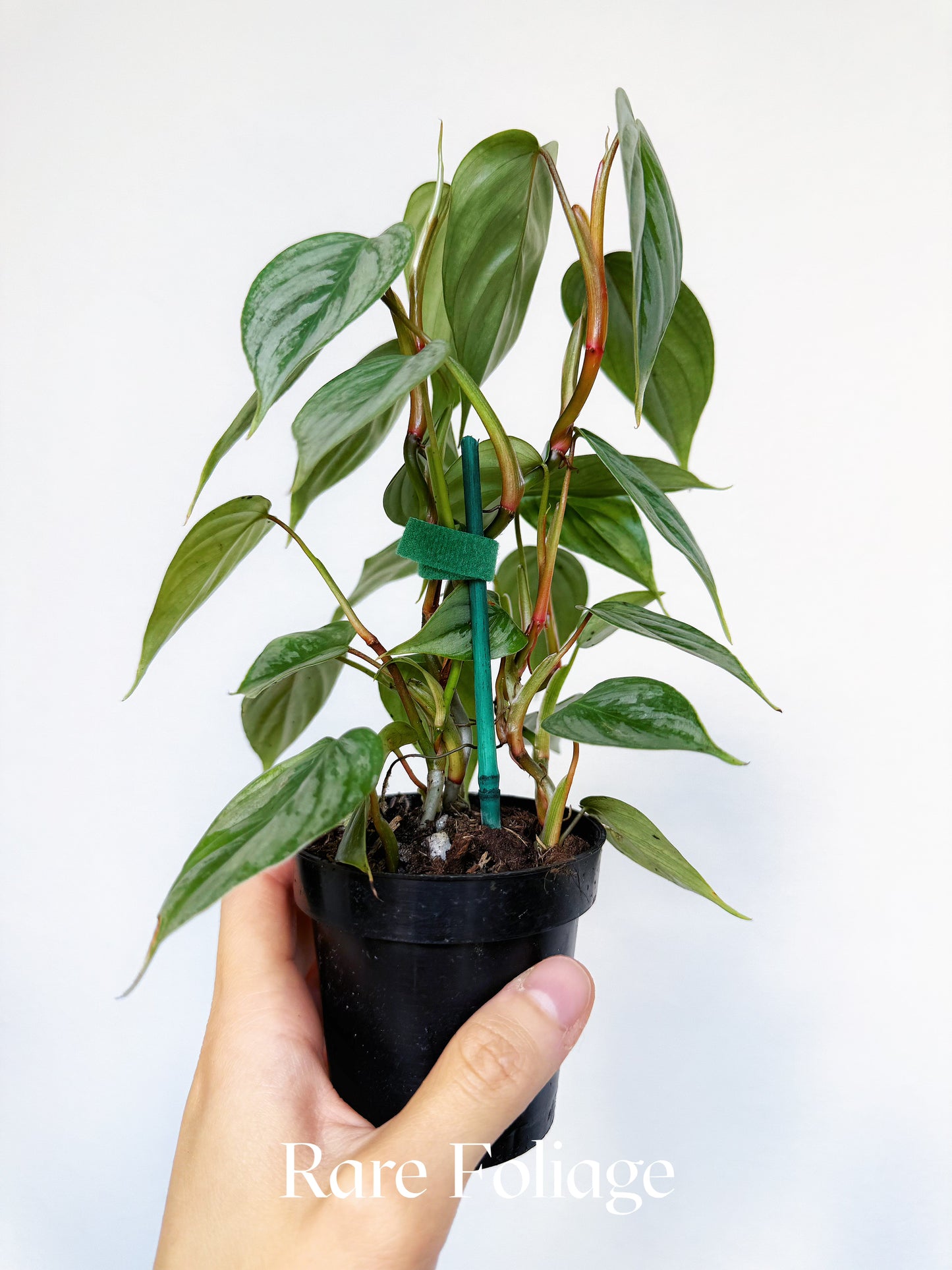 Philodendron Sodiroi 3"