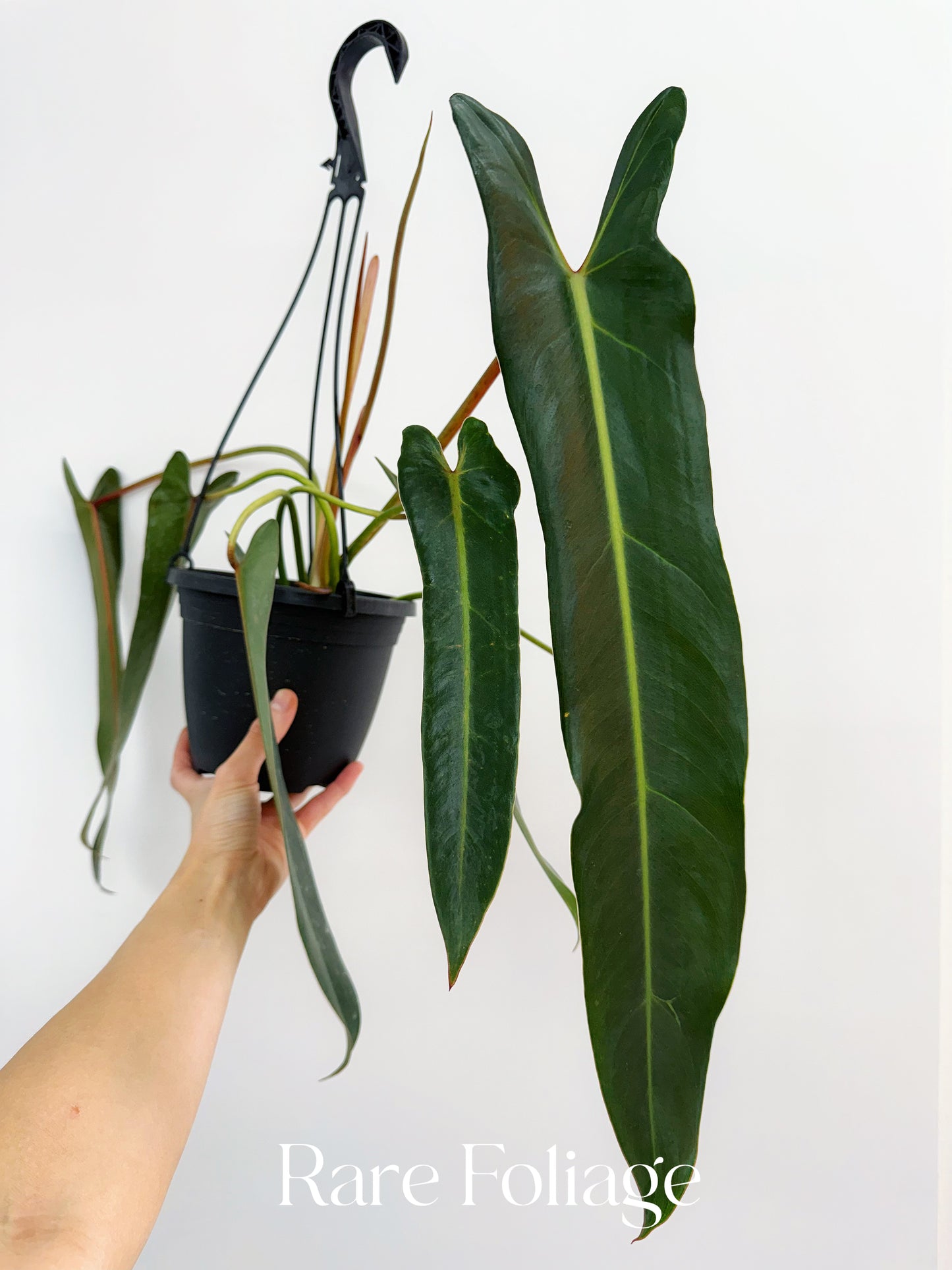 Philodendron Spiritus Sancti Mature 6” Hanging Basket