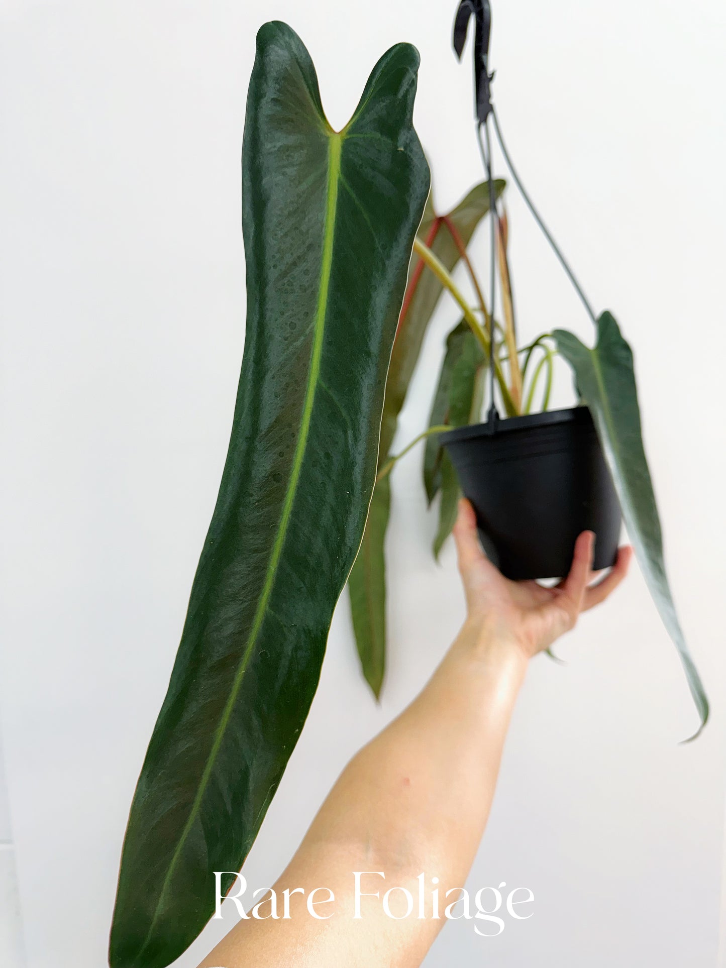 Philodendron Spiritus Sancti Mature 6” Hanging Basket