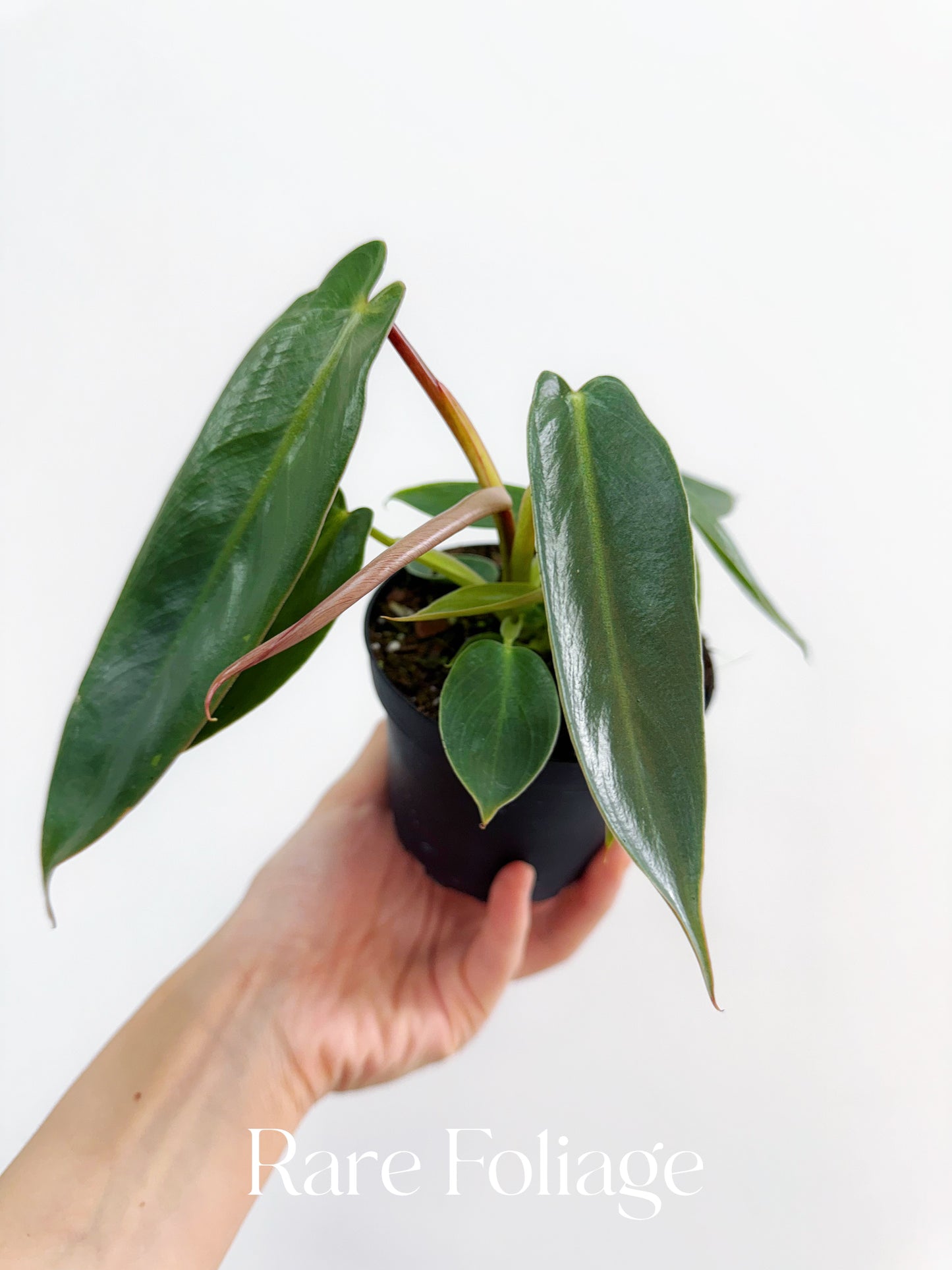 Philodendron Spiritus Sancti 4"