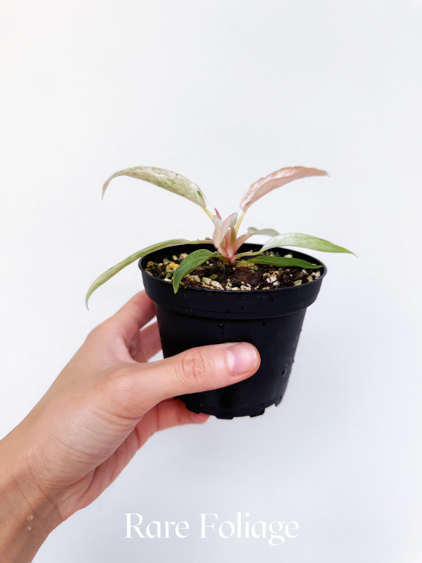 Philodendron Strawberry Caramel Marble Pink 4"