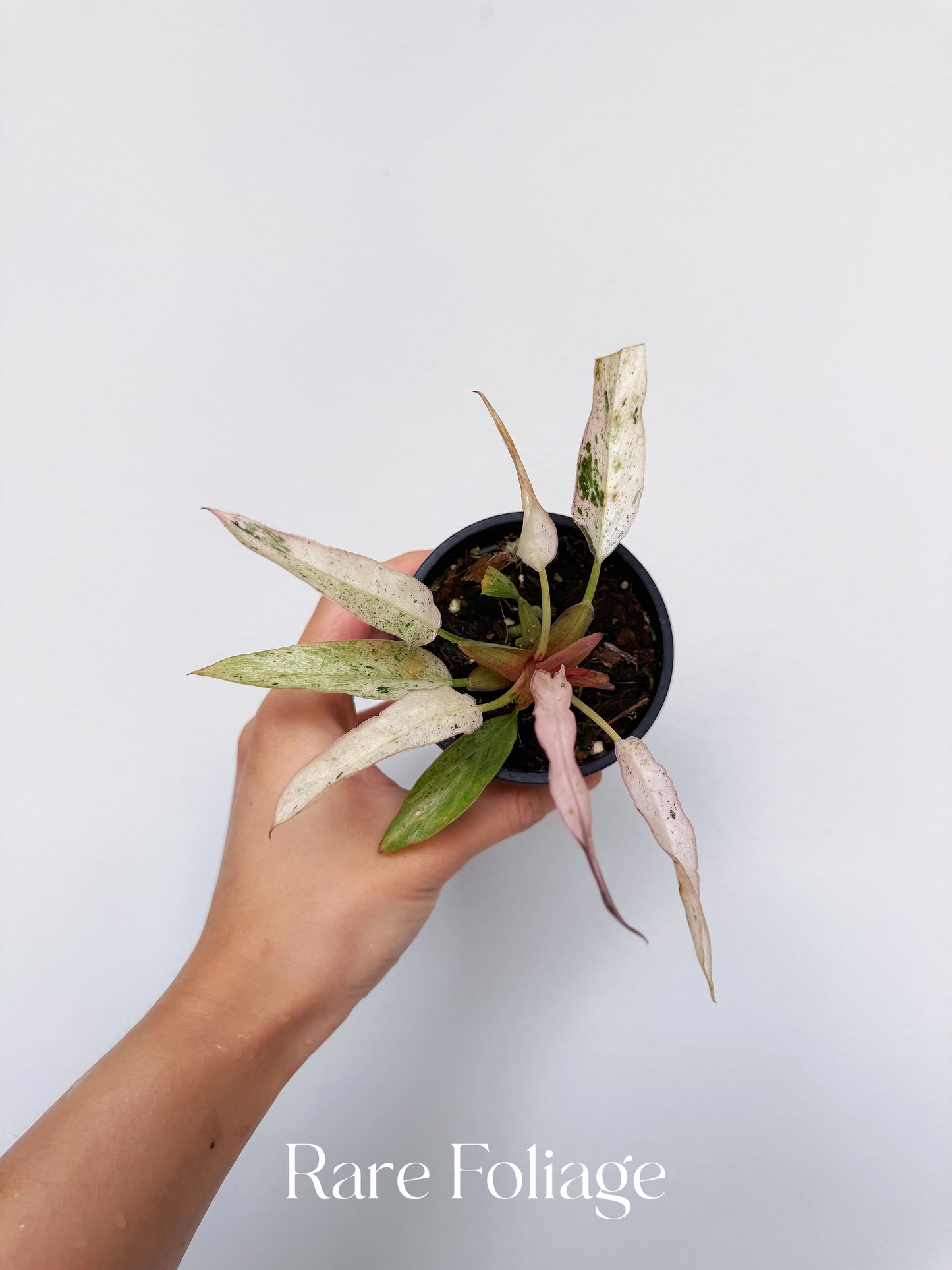 Philodendron Strawberry Marble (Pink Variegated Caramel Marble) 3” Exact Plant