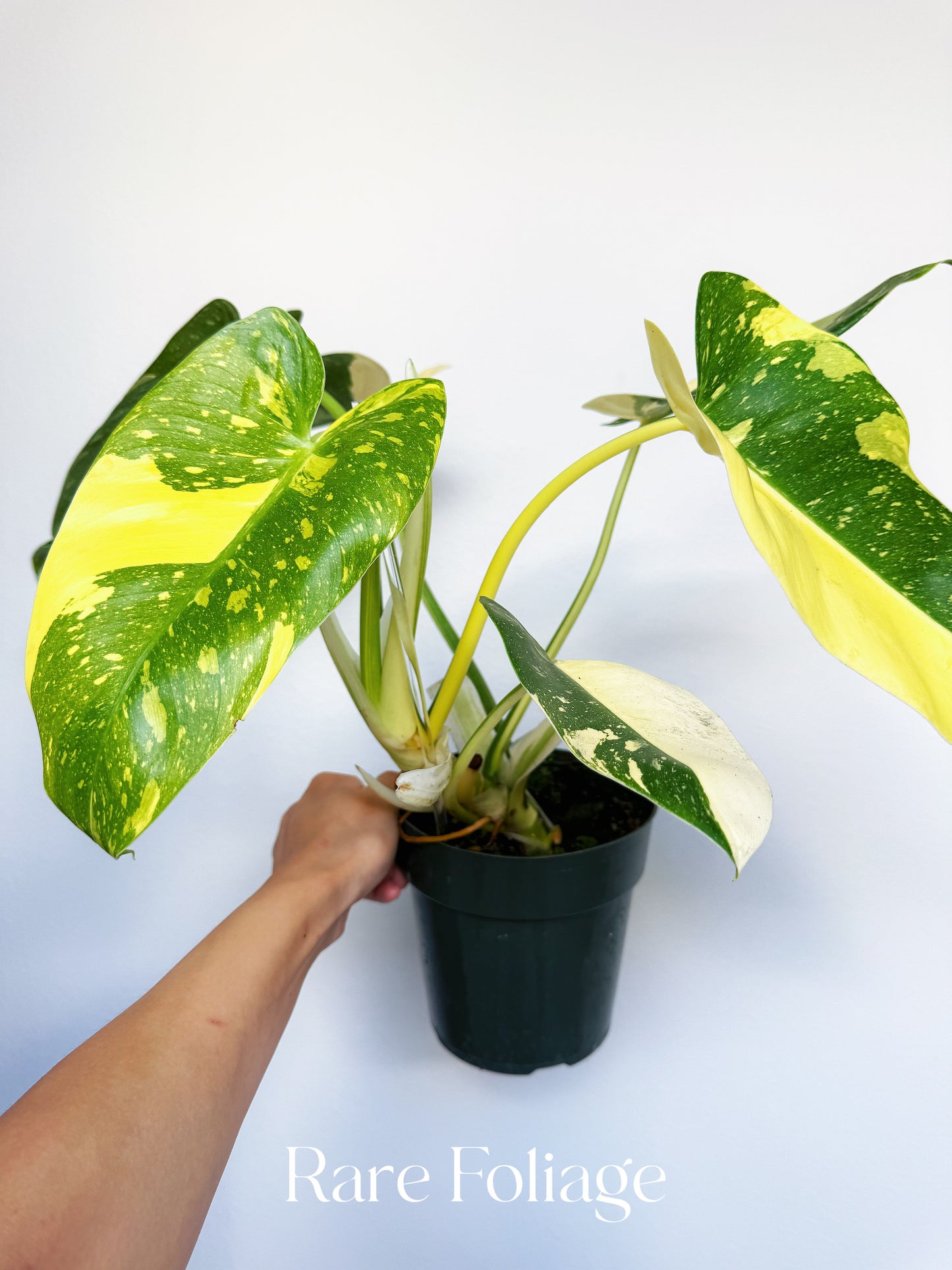 Philodendron Texas Jose Buono 6"