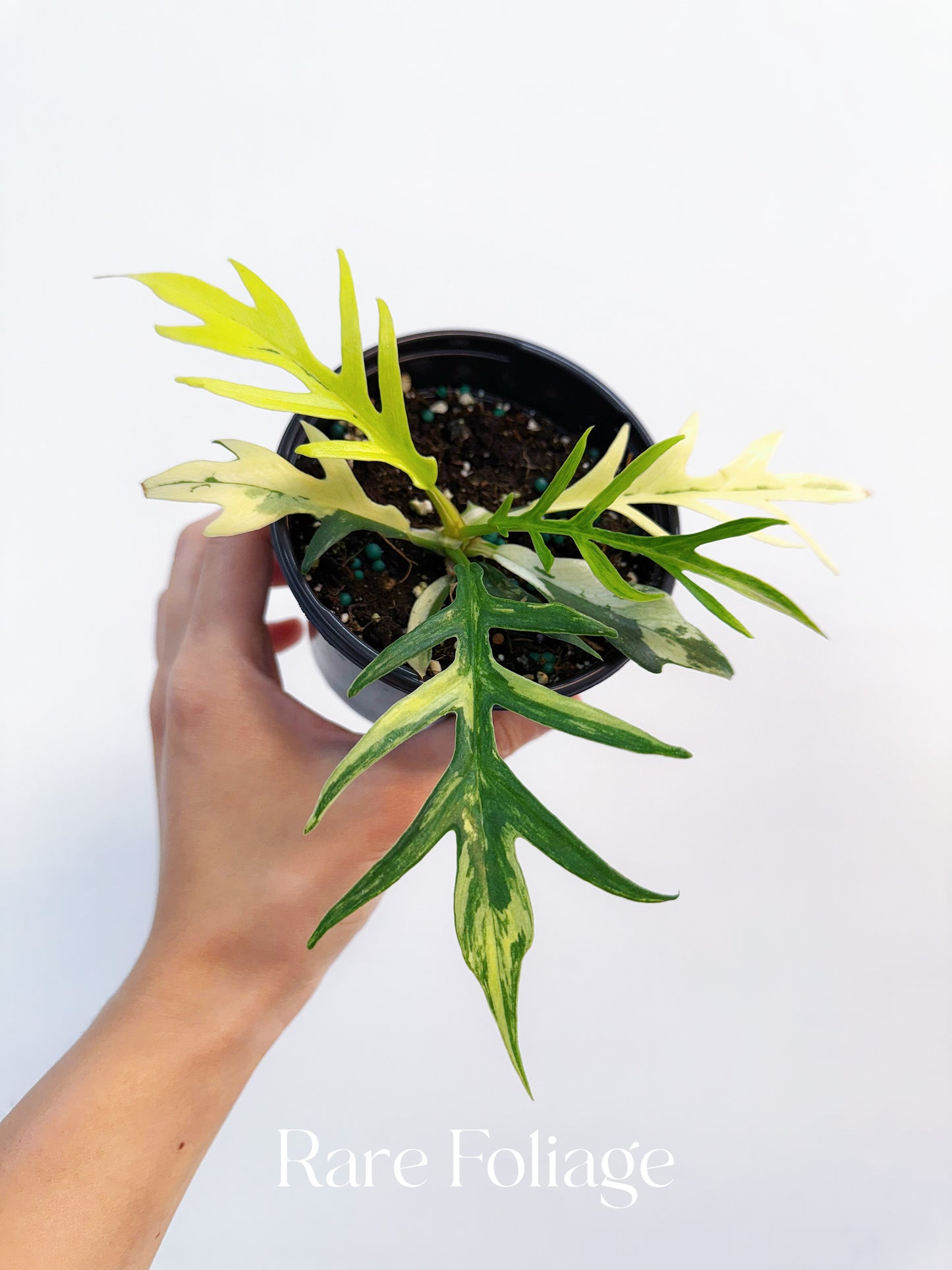 Philodendron Tortum Variegated 4” Exact Plant
